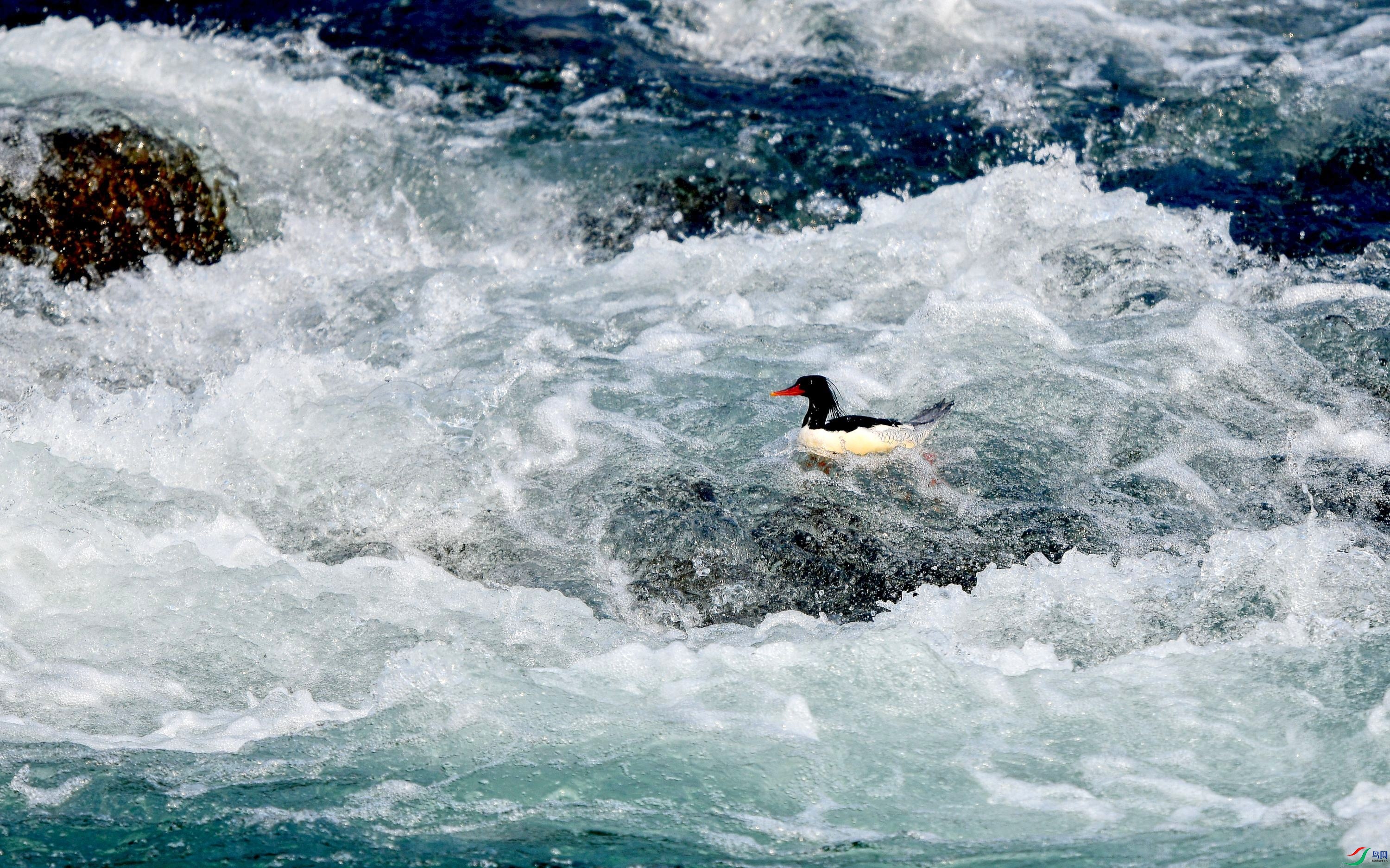 DSC_1688_conew5.jpg
