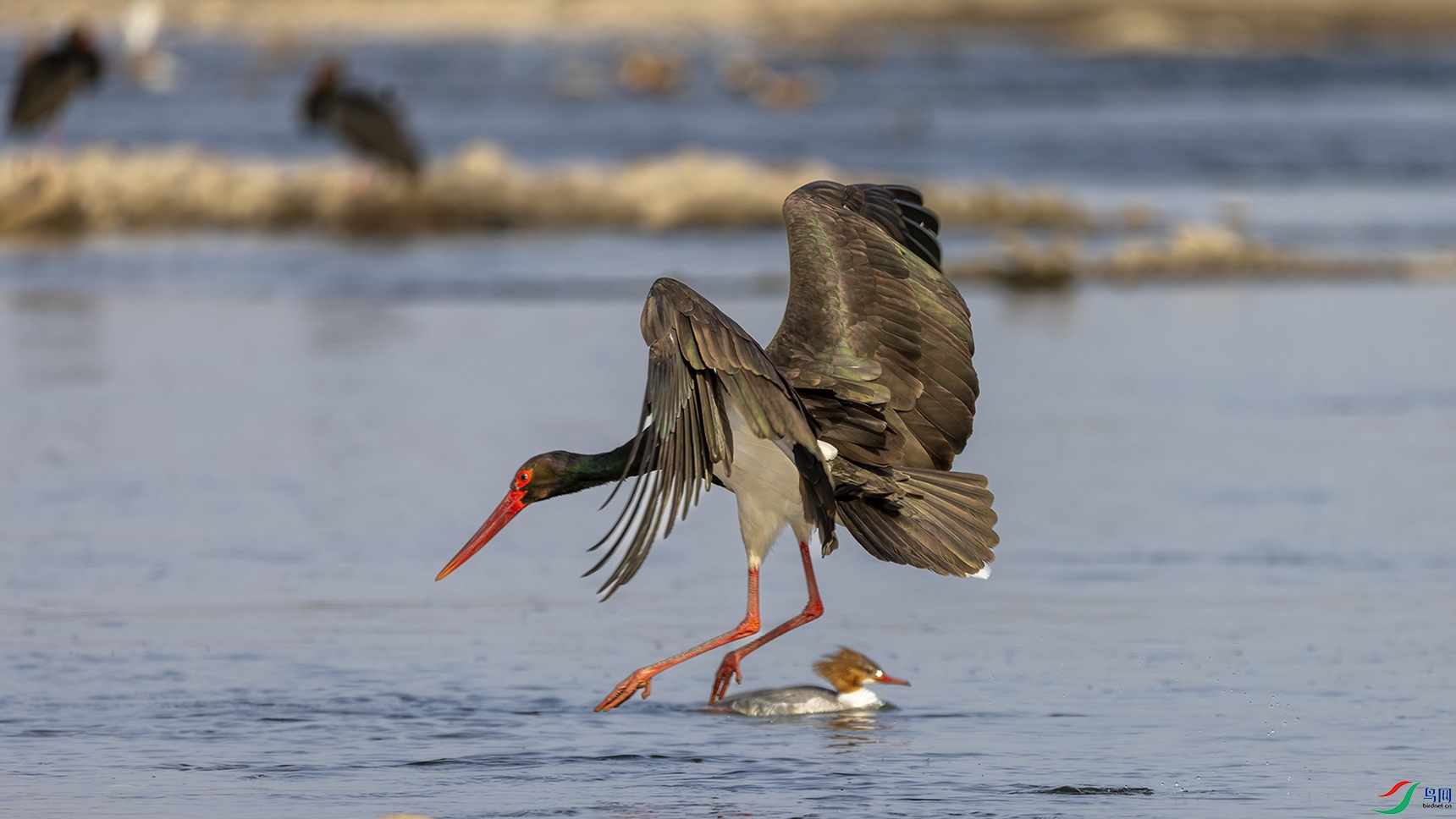 708A1669 ���� 2.jpg