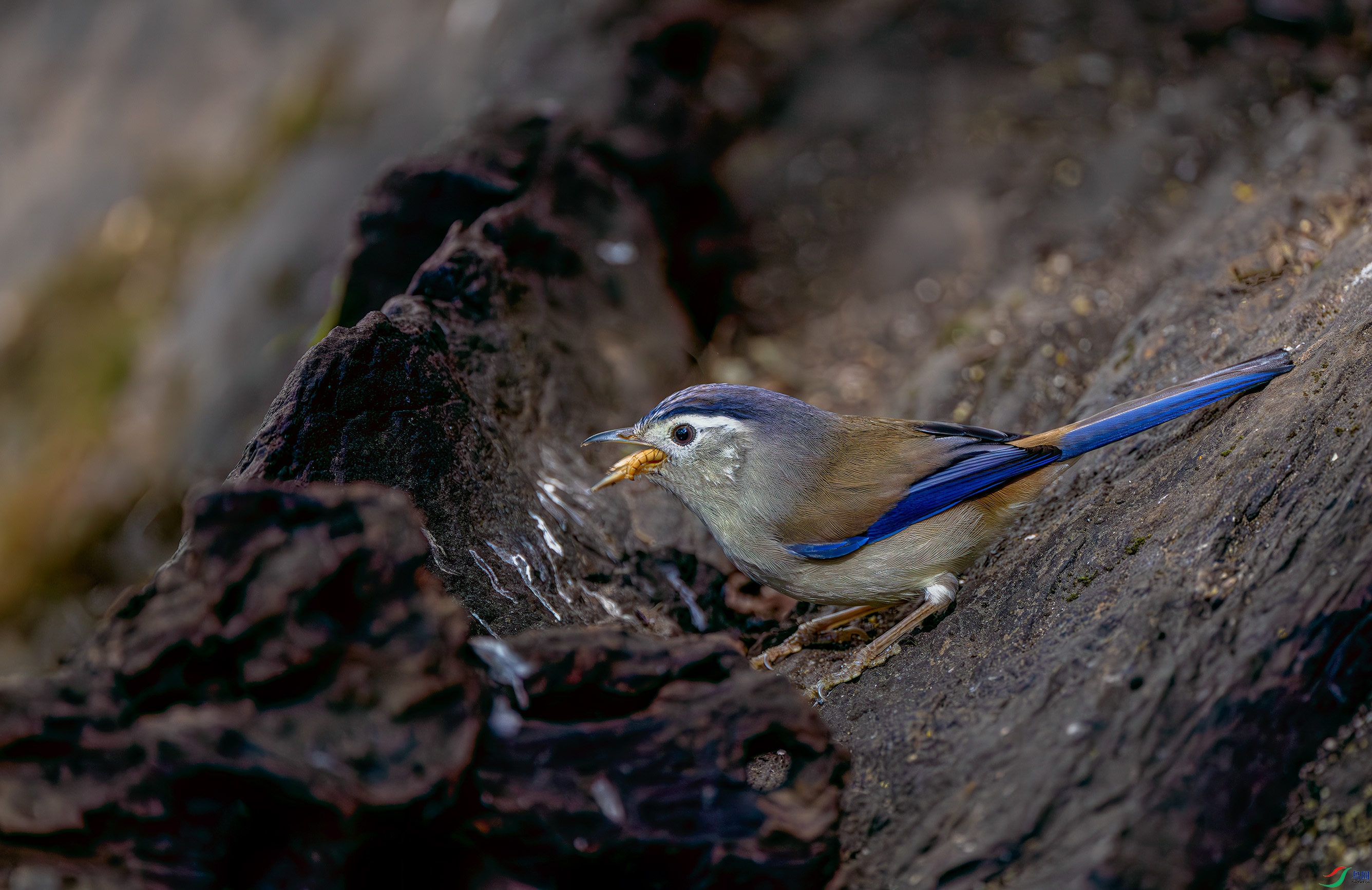 DSC_0329.jpg