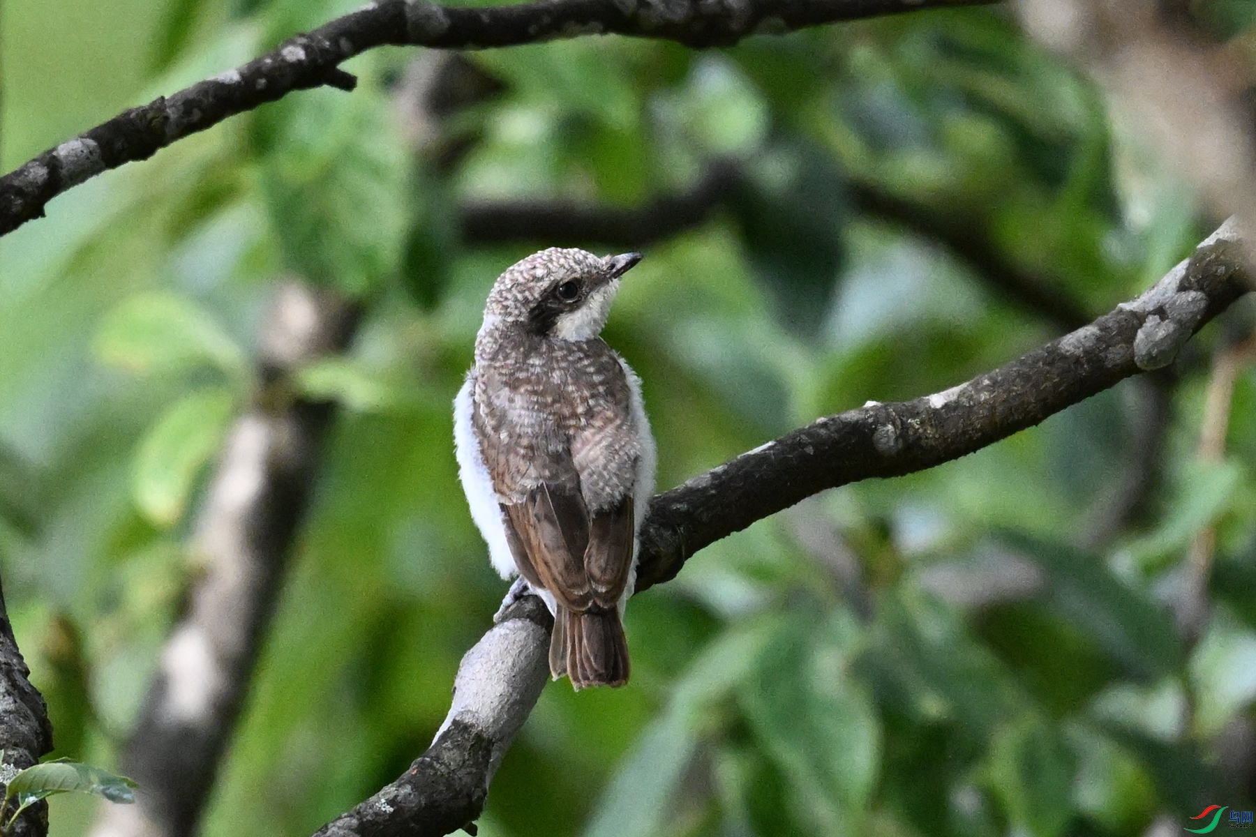 DSC_2078.JPG
