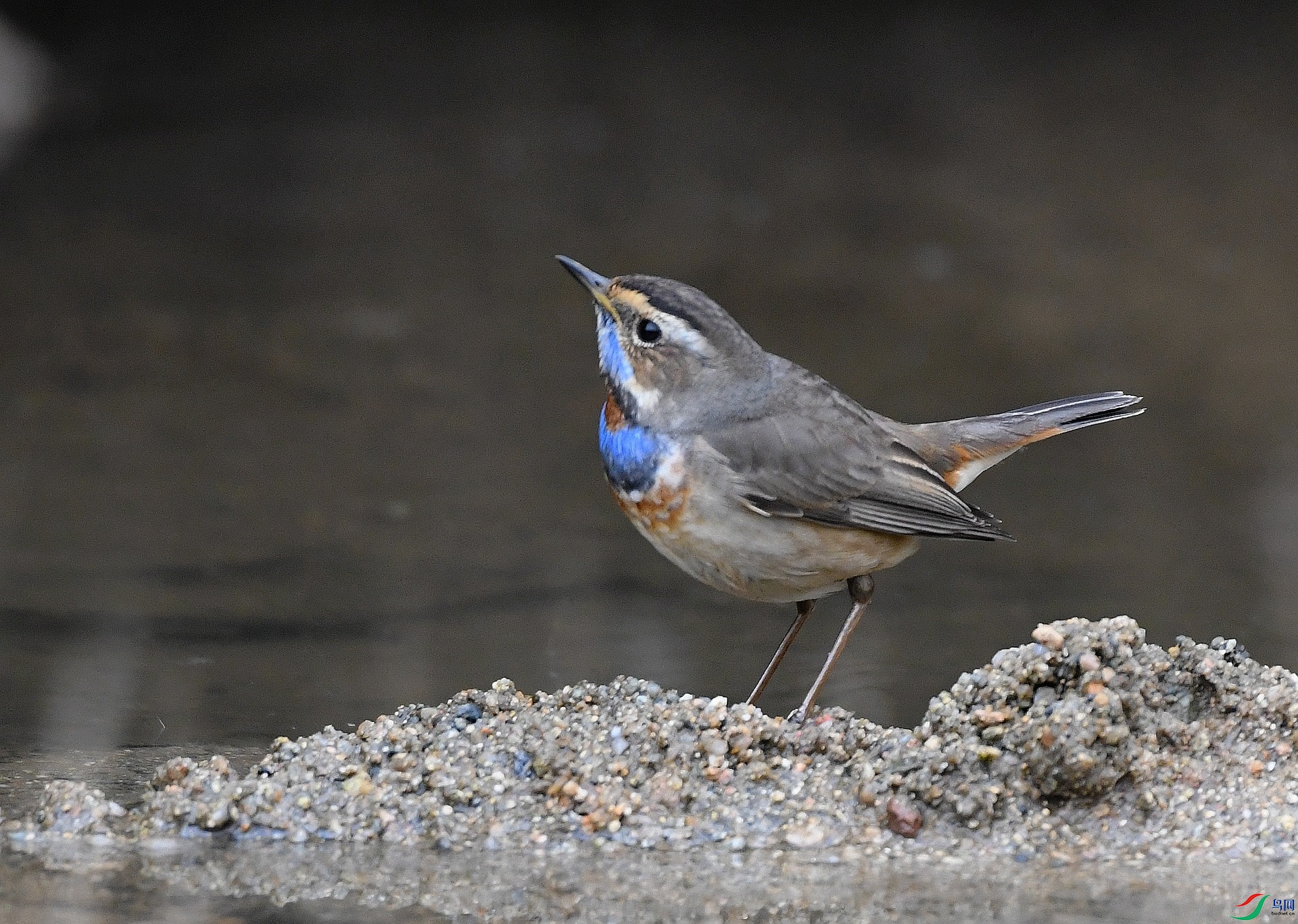 DSC_2041.jpg