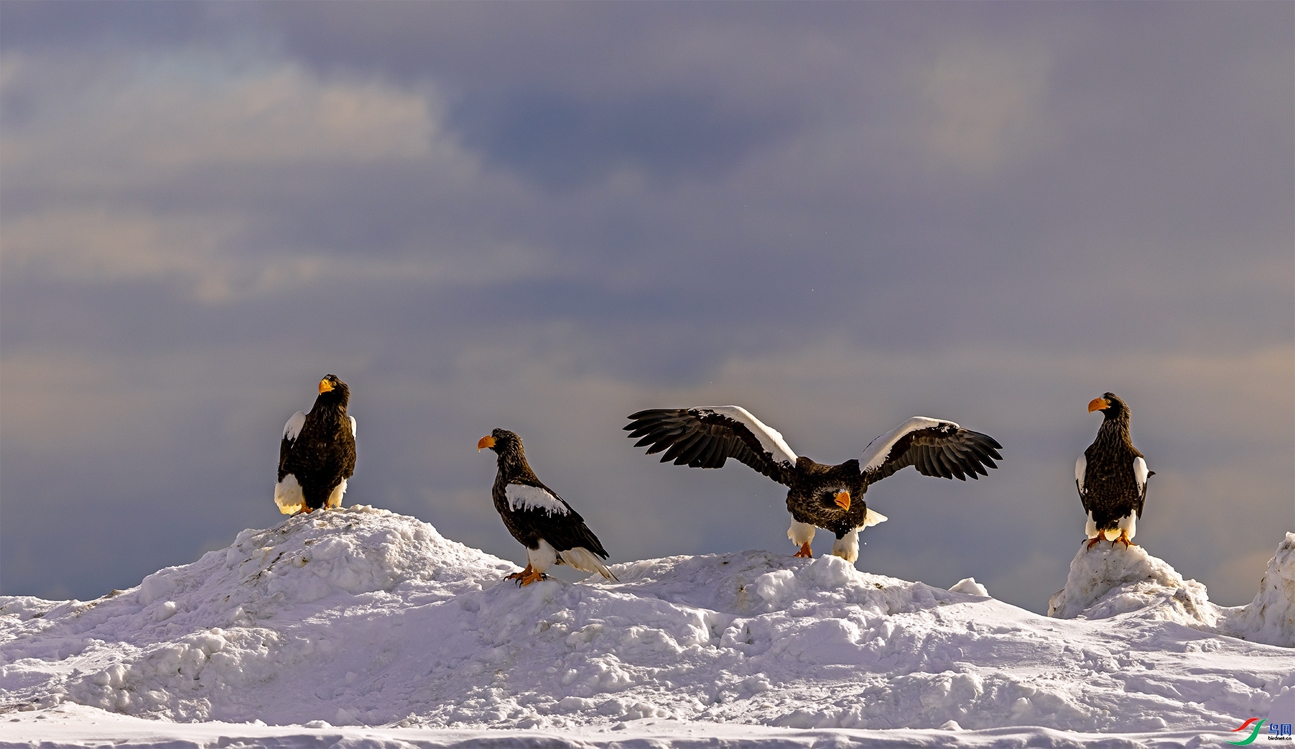 2.21���������ʦ��Ʒ   ׼��������ף���ٻ����������.jpg