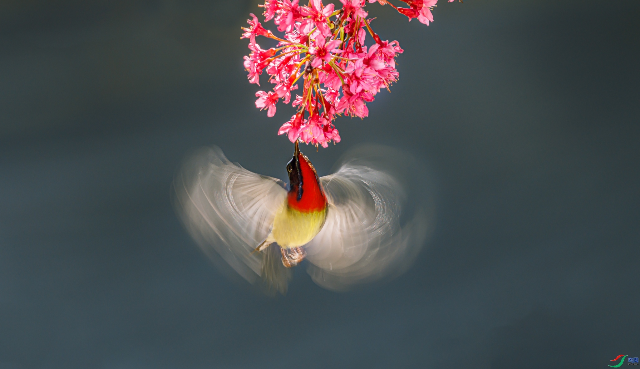 2.21������ʦ��Ʒ  �뻨���裨ף���ٻ���Ӱʦ������.jpg