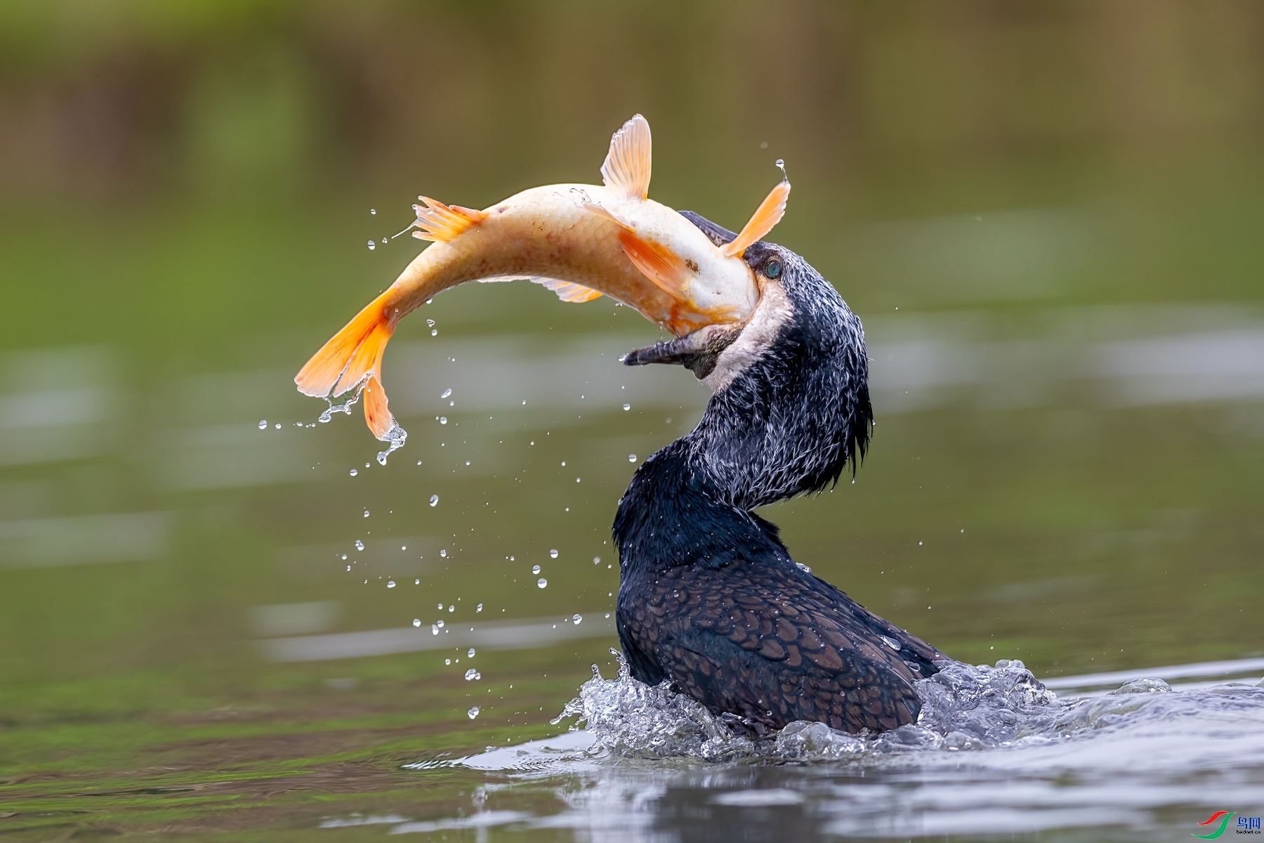 2.25����ɽ������ʦ��Ʒ   ��ͣ�ף���ٻ���Ӱʦ������.jpg