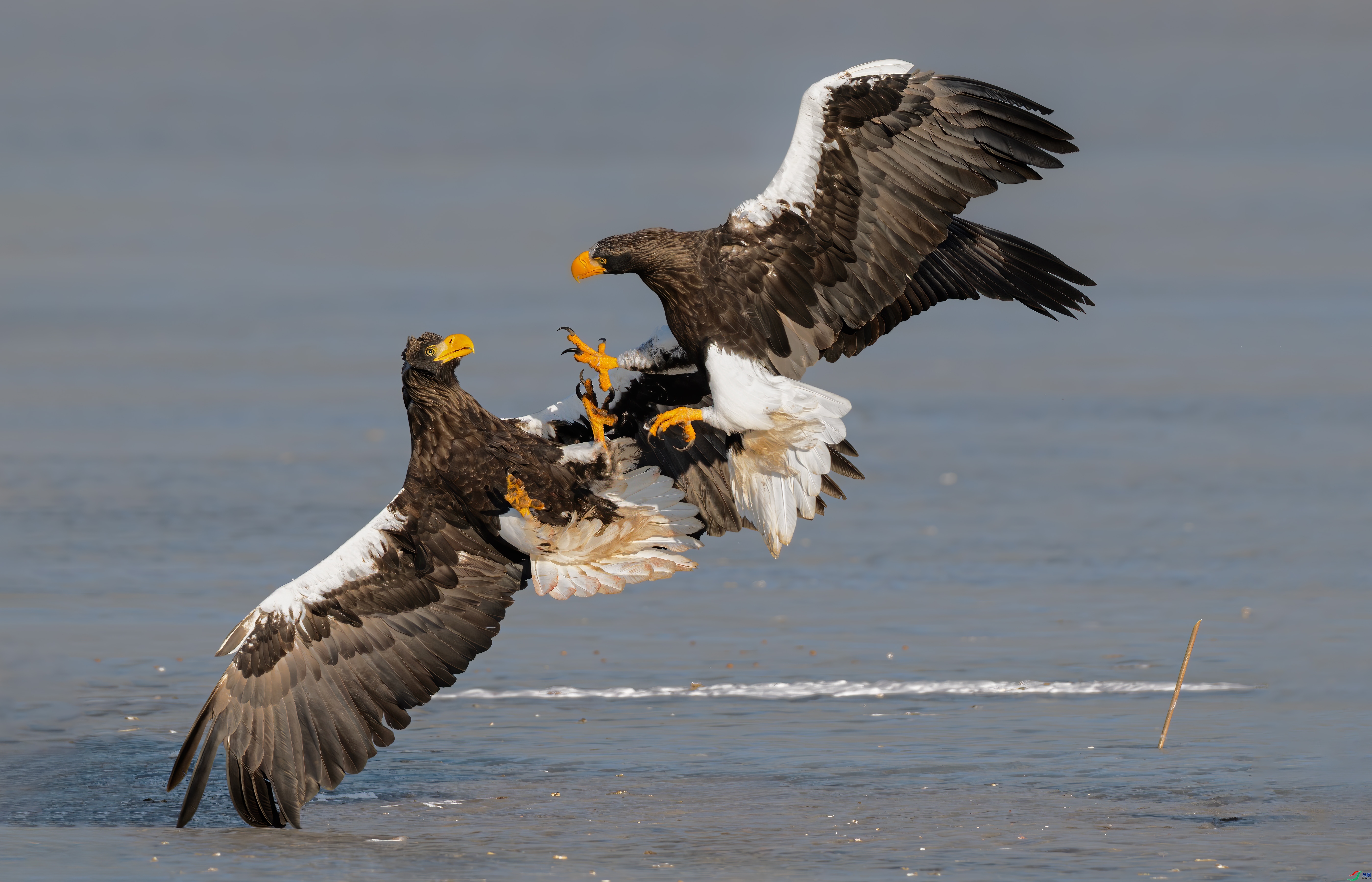 2.25����һɫYU��ʦ��Ʒ   �������ԣ�ף���ٻ�ÿ�ռ�����.jpg