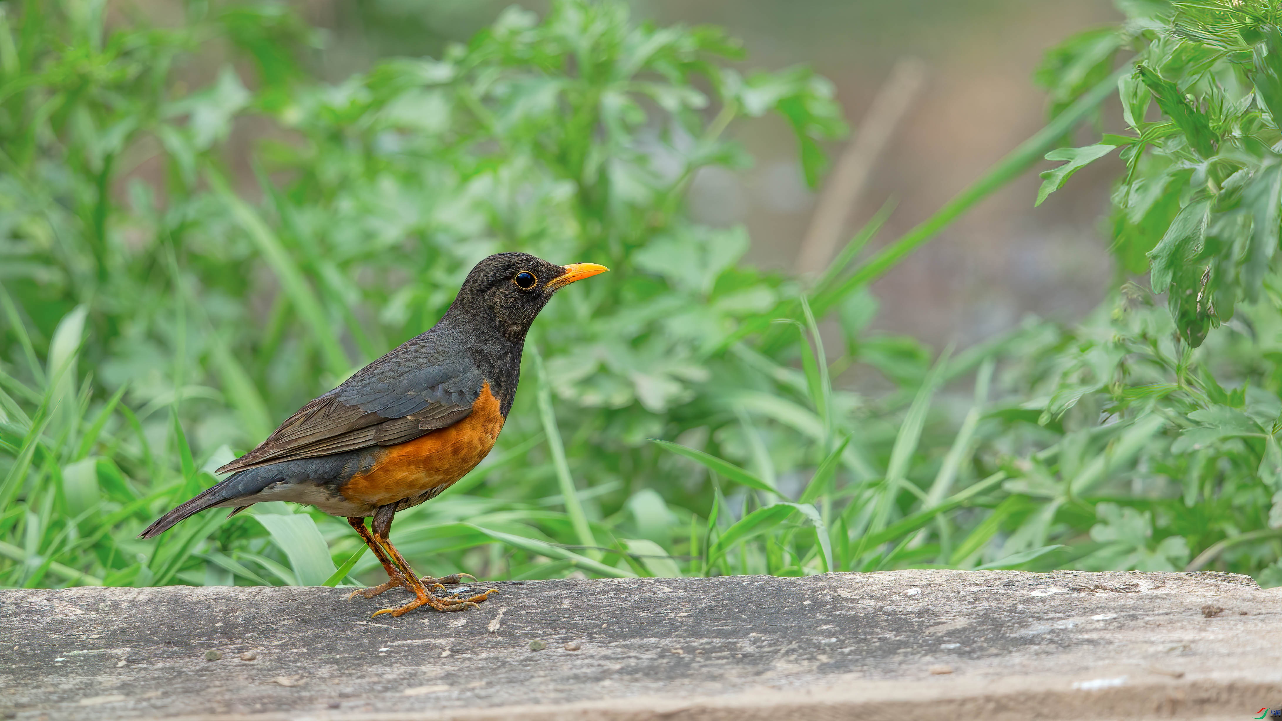 a_49325-1.jpg