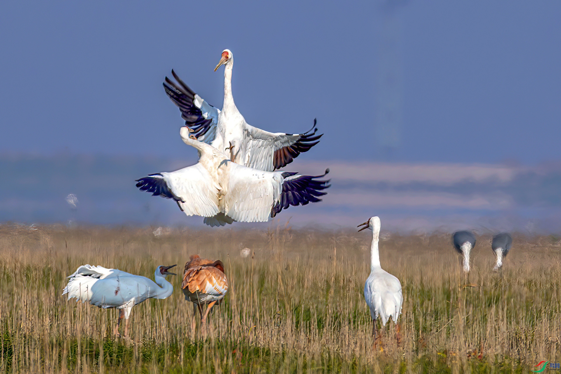 AS7I2704----33  .jpg