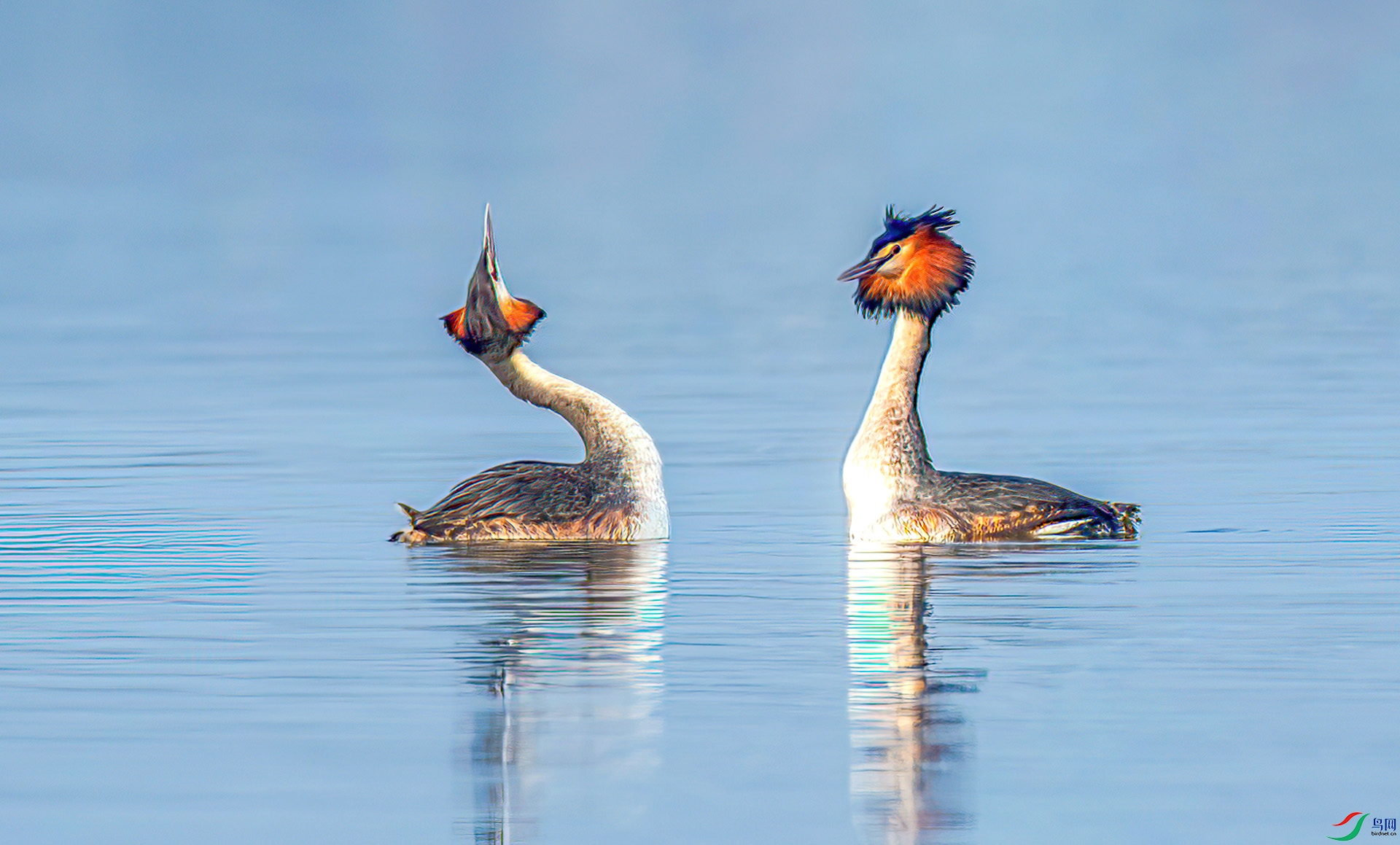 ��ͷ�G�fAS7I9983 ����-Sh----1 .jpg