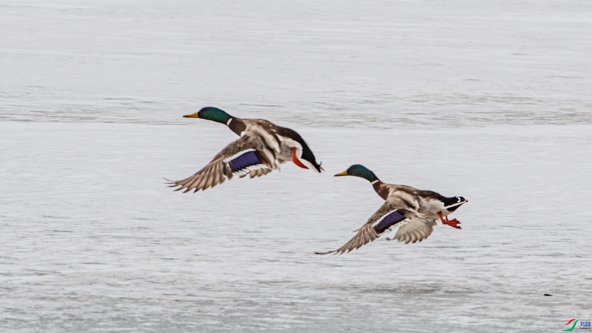 _DSC4421 ����_����.jpg