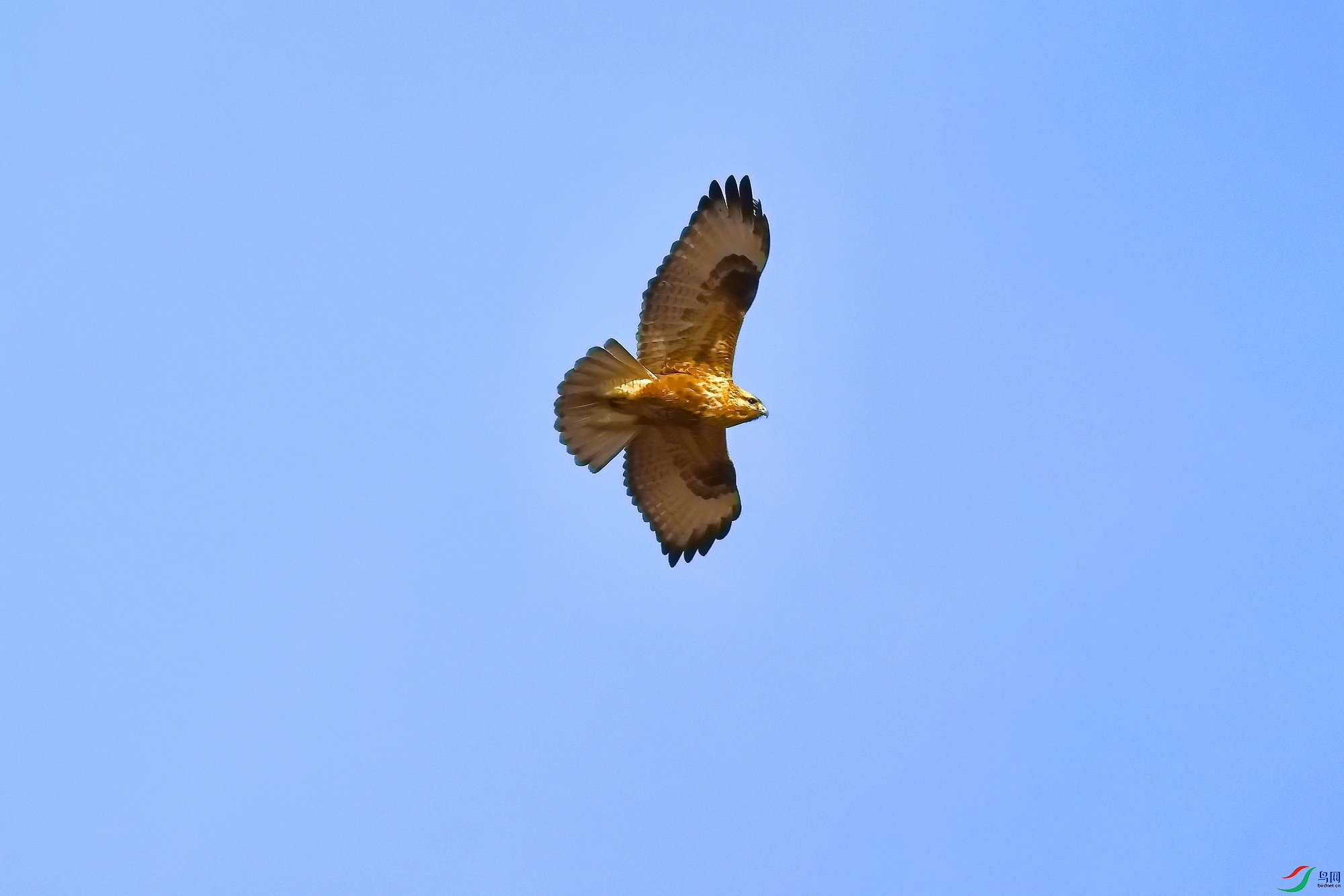 IMG_9248-1.JPG