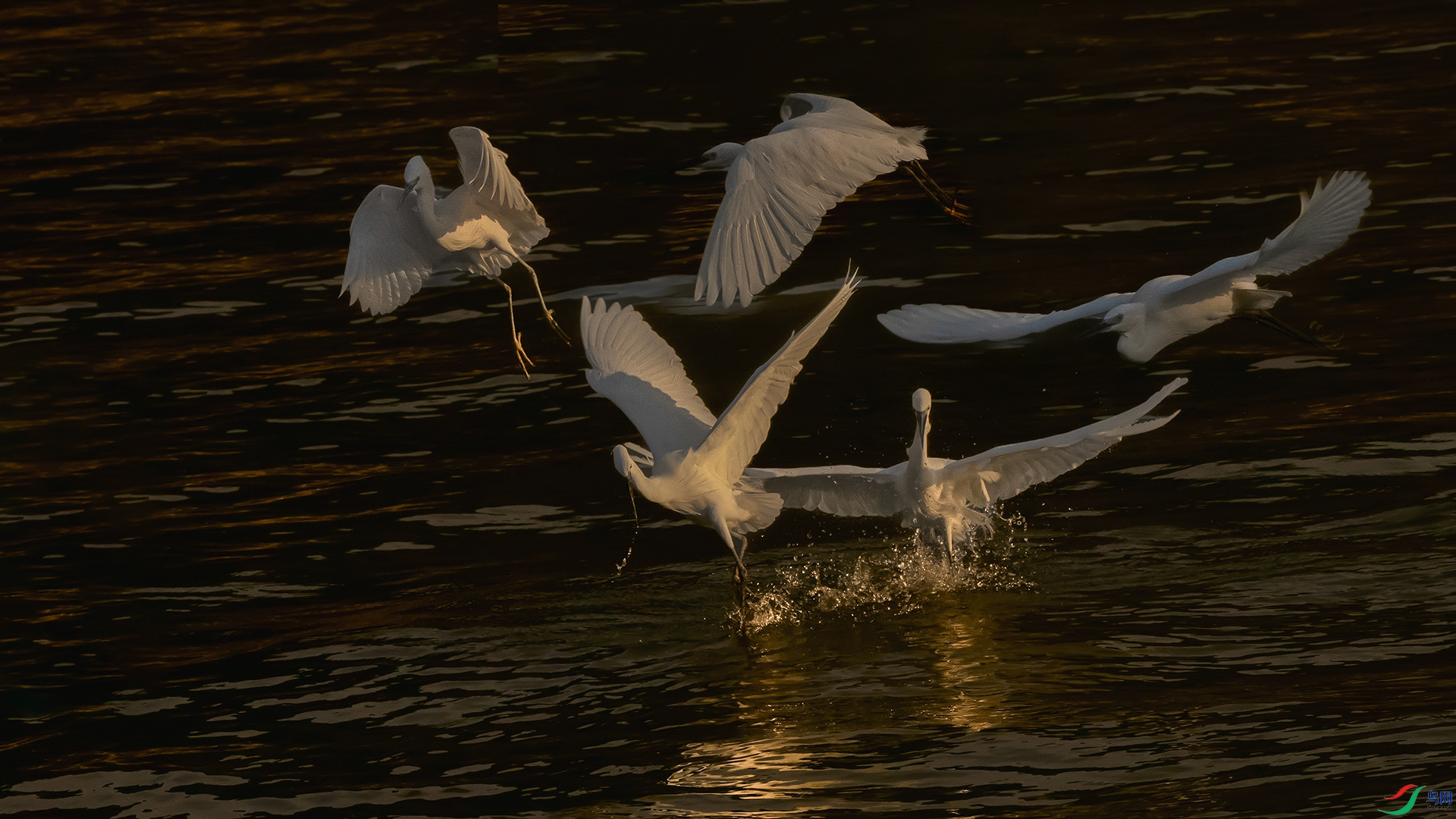 ����Ⱥ��