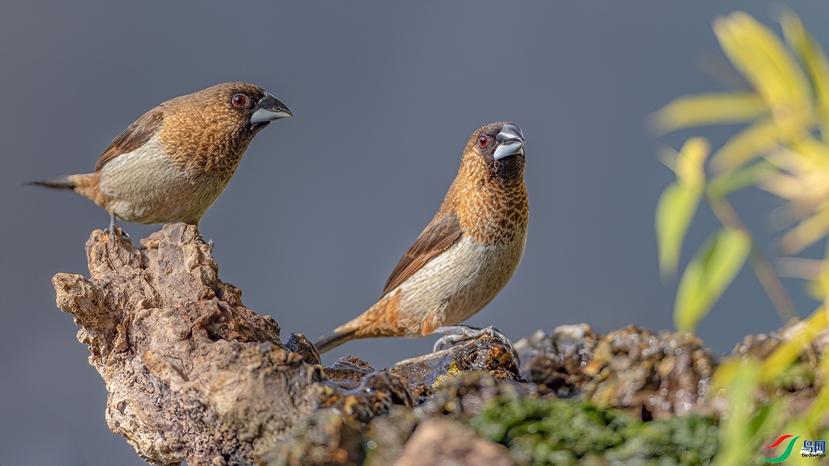 2.24 ��ɽ��ʿ(����)��ʦ��Ʒ  ˫��  �ٻ�2026��2��24�ջ�Ա��ҳ����.jpg