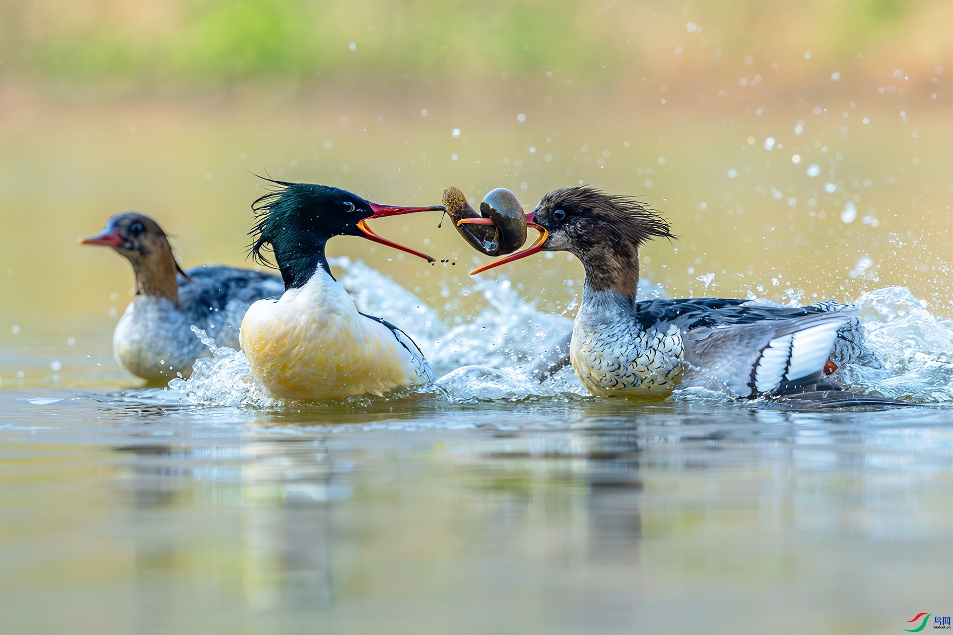 2.25 �ɵ���ʦ��Ʒ  ����  2025��2��25����Ӱʦ��ҳ����.jpg