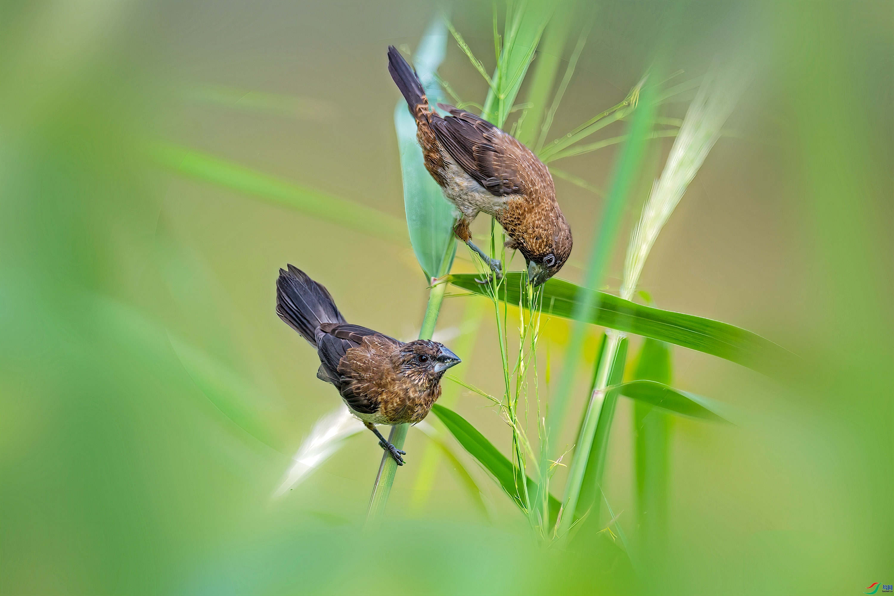 2.25 ������ʦ��Ʒ  ��������  �ٻ�2025��2��25����Ӱʦ��ҳ����.jpg