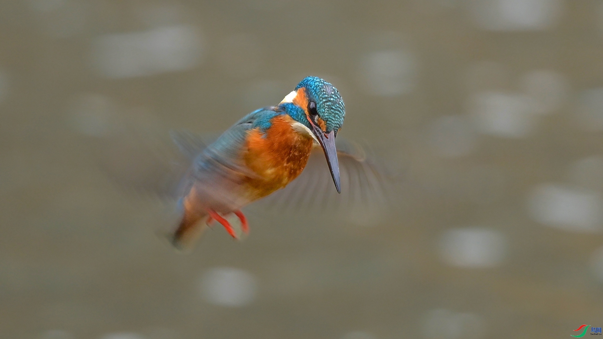 3.1 ������@��ʦ��Ʒ  ������ͣ  �ٻ�2026��3��1�ջ�Ա��ҳ����.jpg