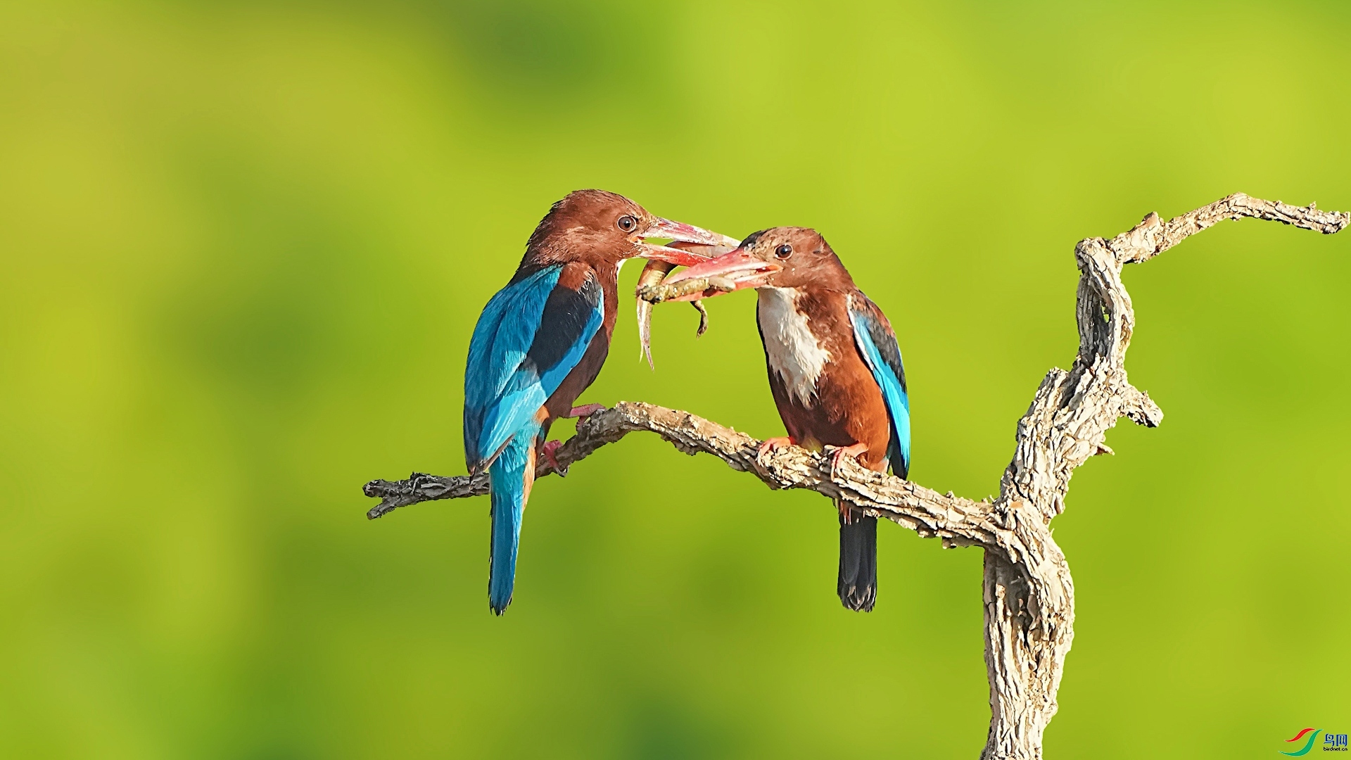 3.1 ��������ʦ��Ʒ  �ջ�����   �ٻ�2026��3��1�ջ�Ա��ҳ����.jpg