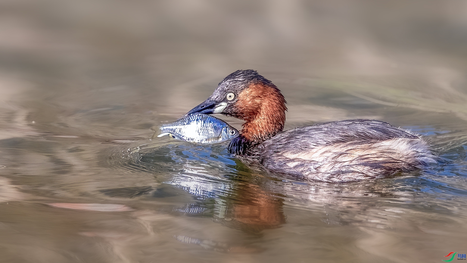 2.28 ��������ʦ��Ʒ  ץ��һ��������  �ٻ�2026��2��28�ջ�Ա��ҳ����.jpg