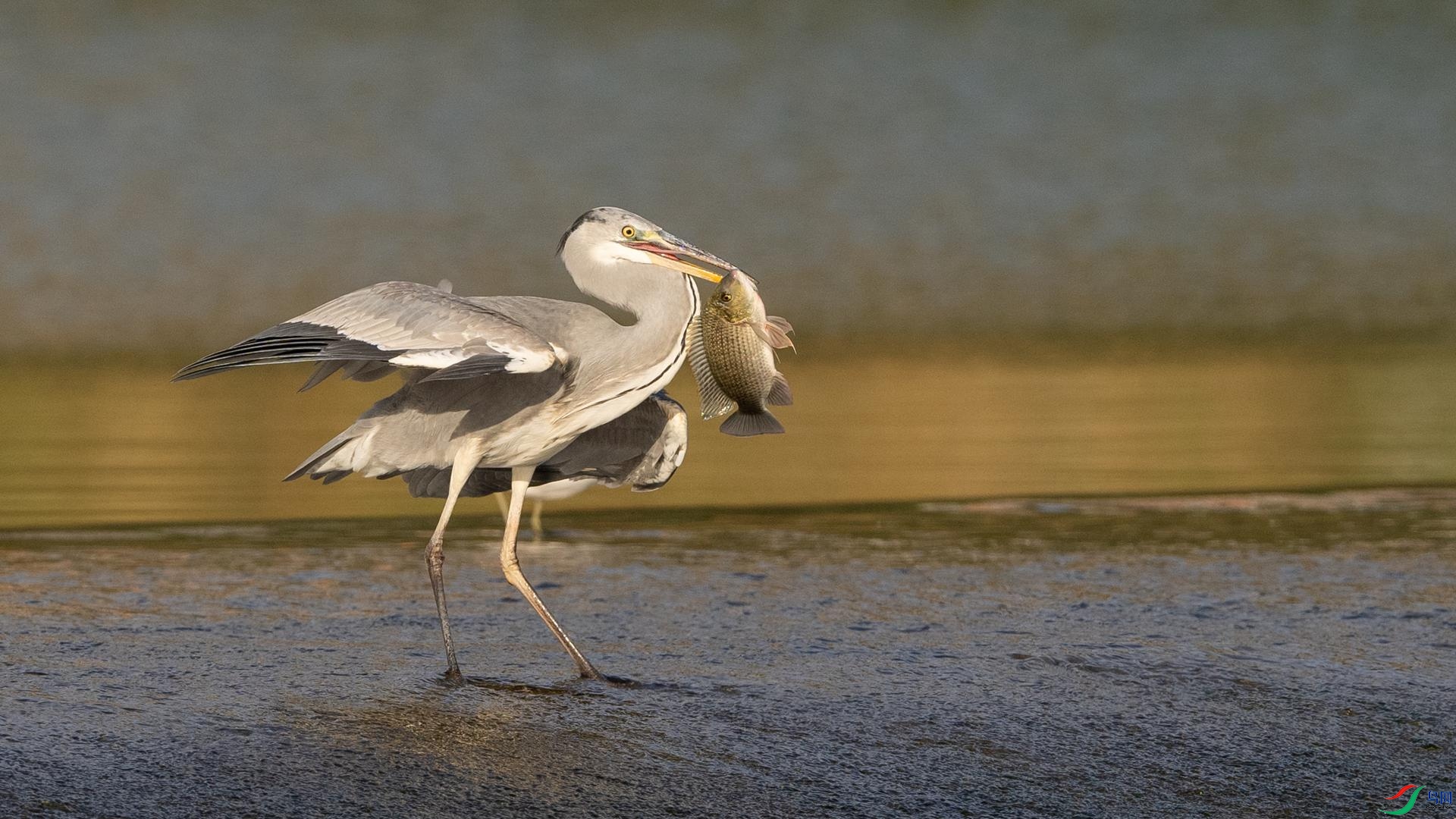 DSC00514 ����.jpg