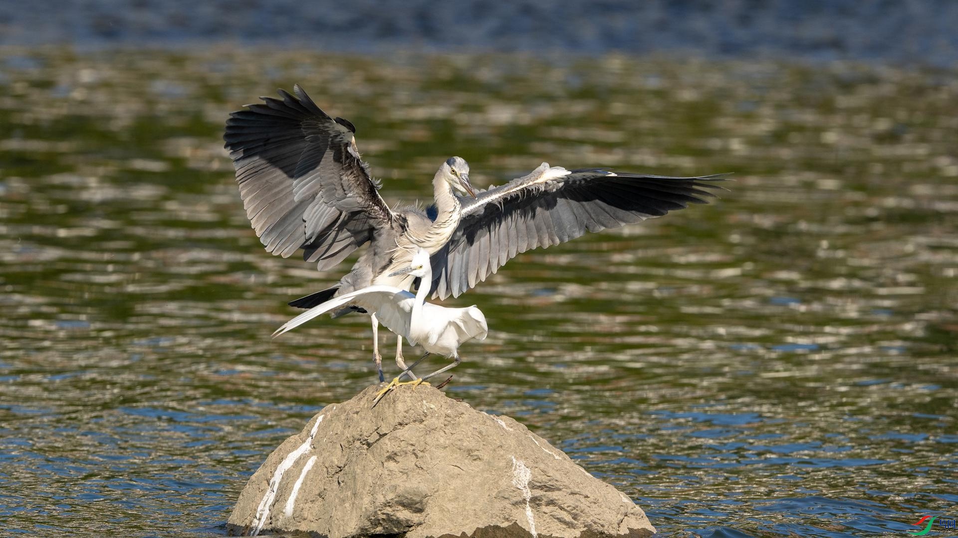 DSC02693 ����.jpg