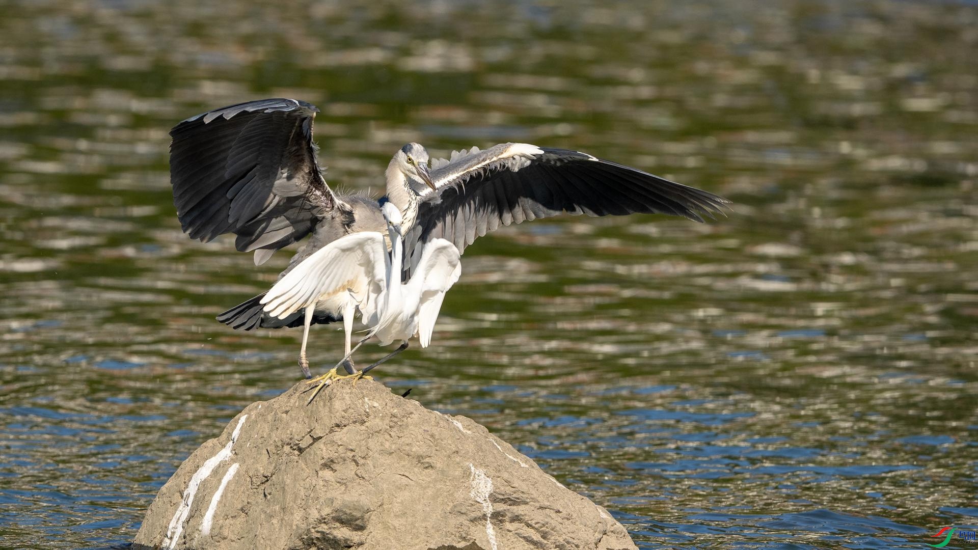 DSC02694 ����.jpg