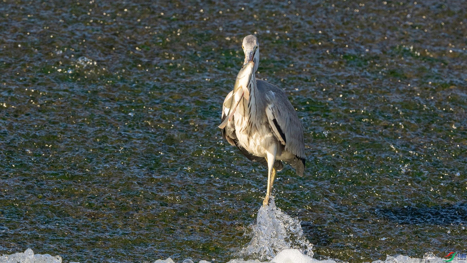 DSC03123 ����.jpg