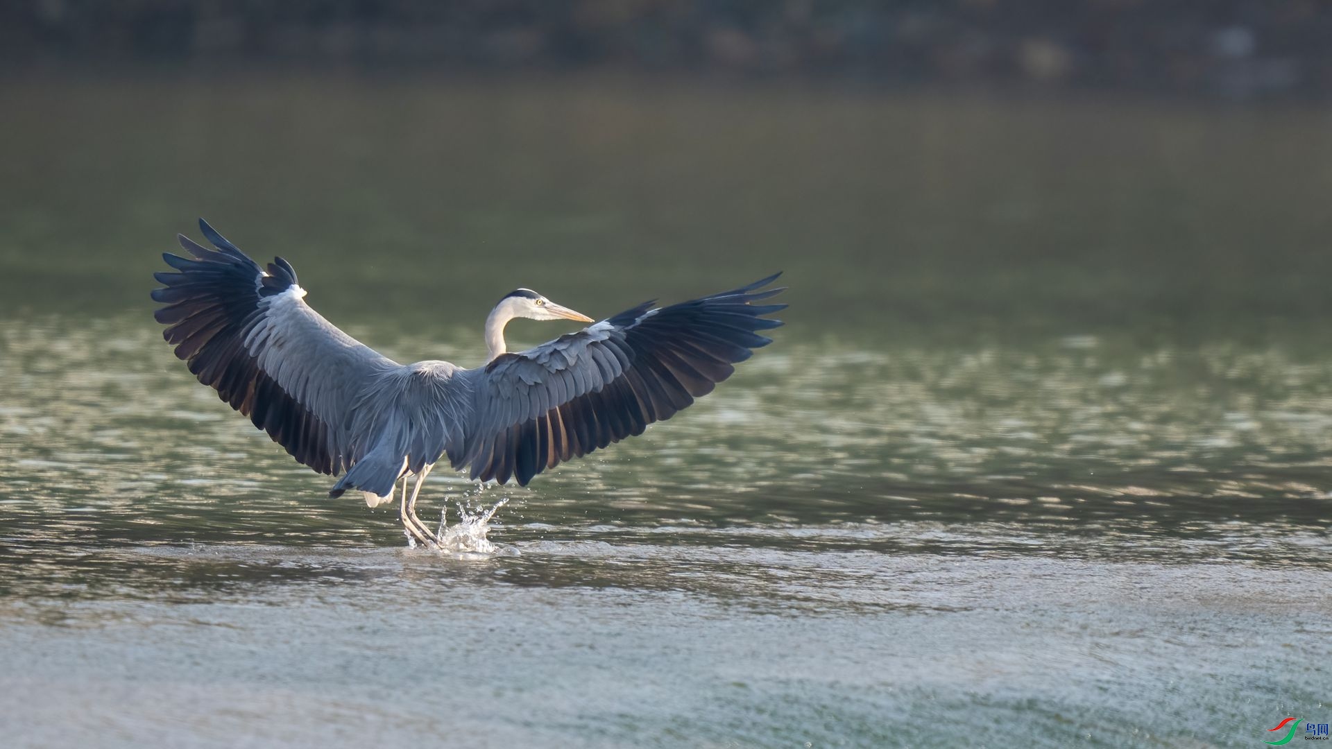 DSC06271 ����.jpg