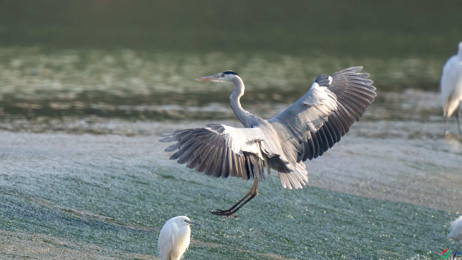 DSC06290 ����.jpg