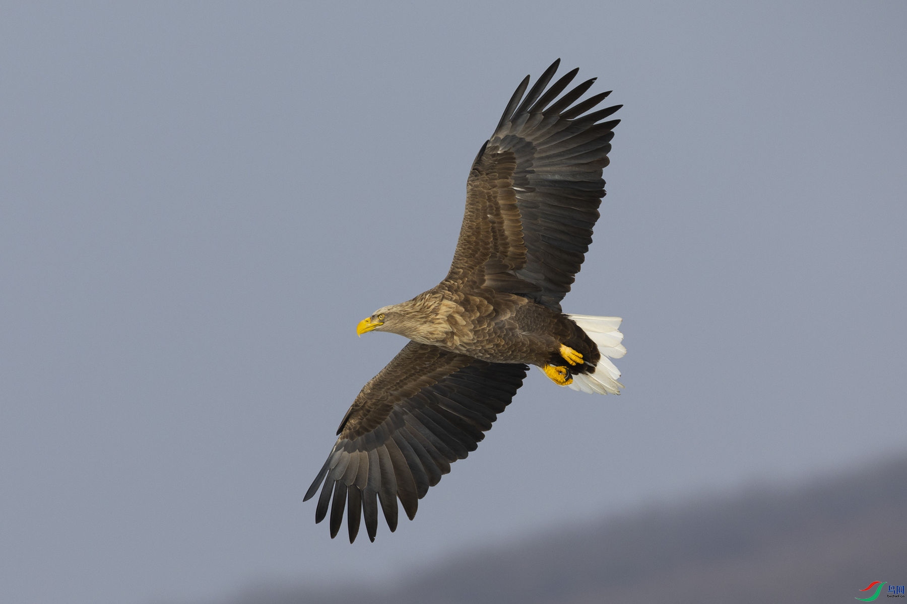 ��β����