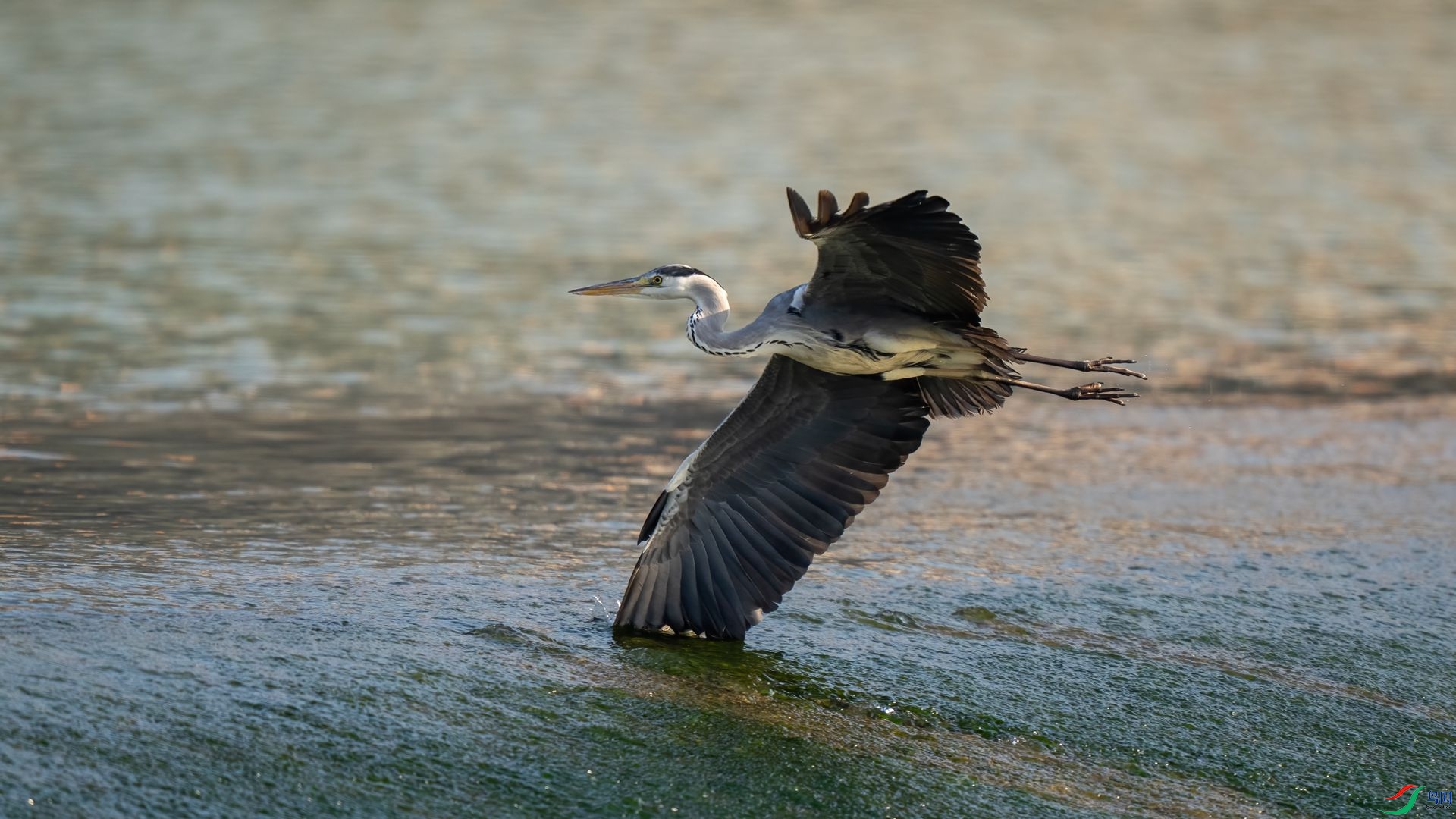 DSC06362 ����.jpg