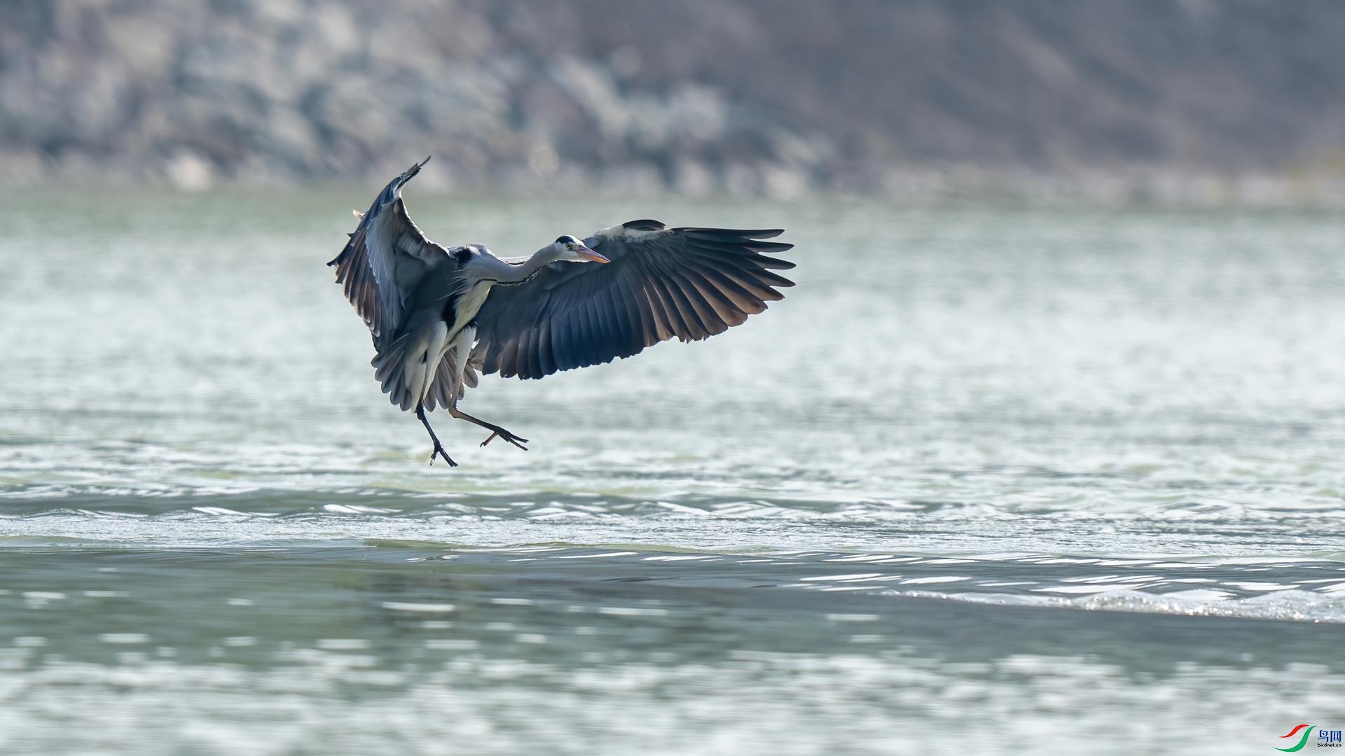 DSC07239 ����.jpg