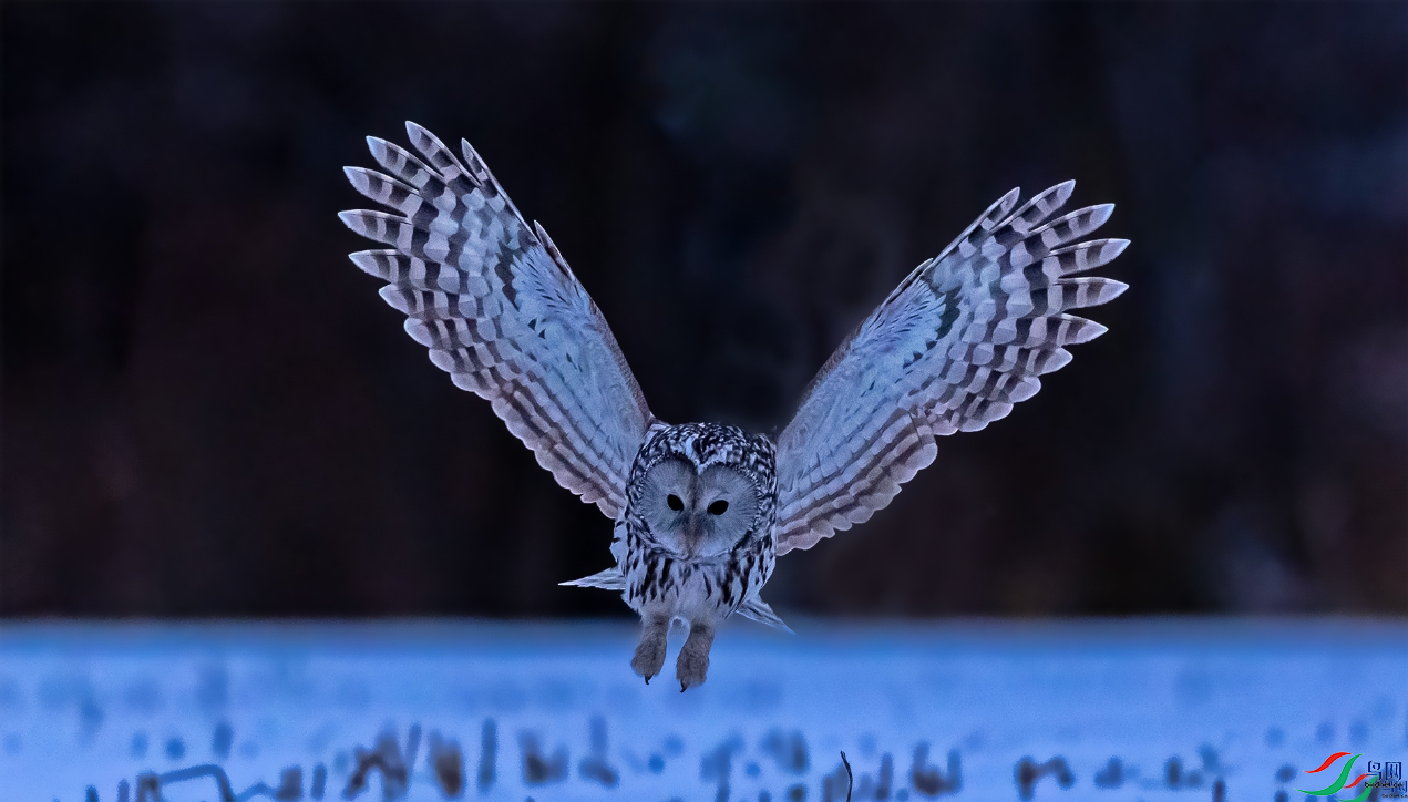 ����ĳ�β���^ [�ٻ��������]  �������.png