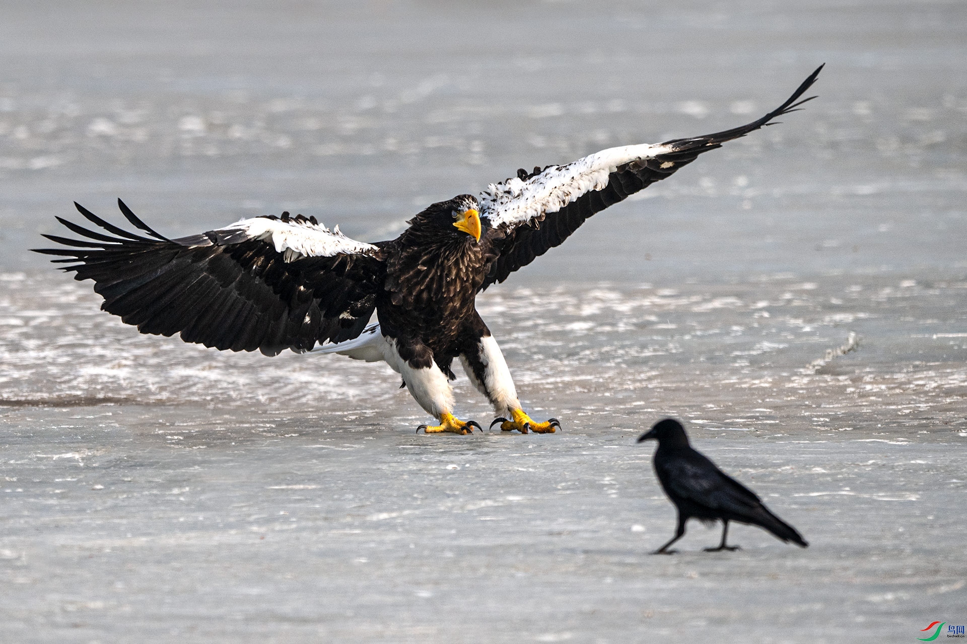 ��л��ʦ�ǵ�ָ��