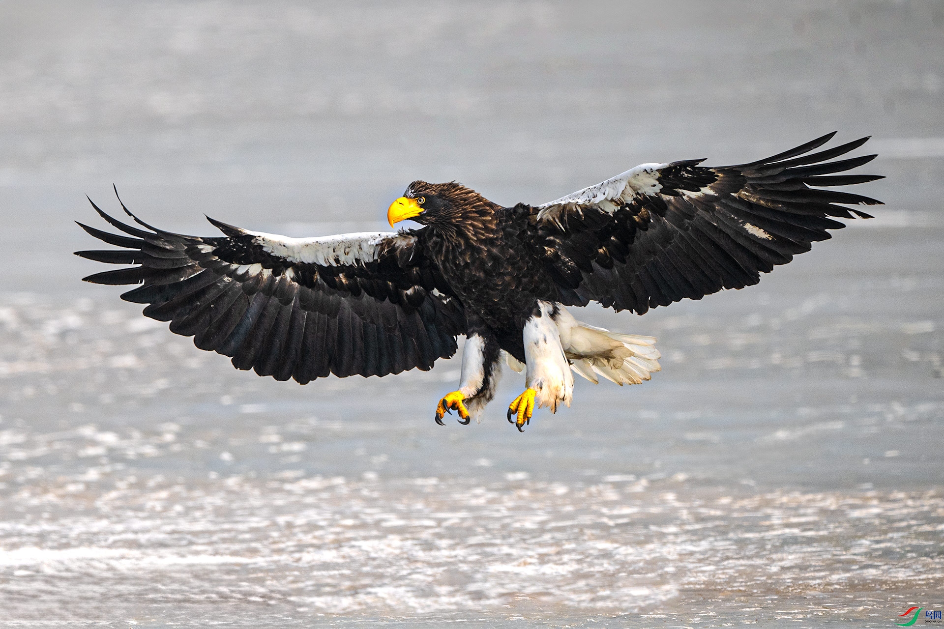 ��л��ʦ�ǵ�ָ��