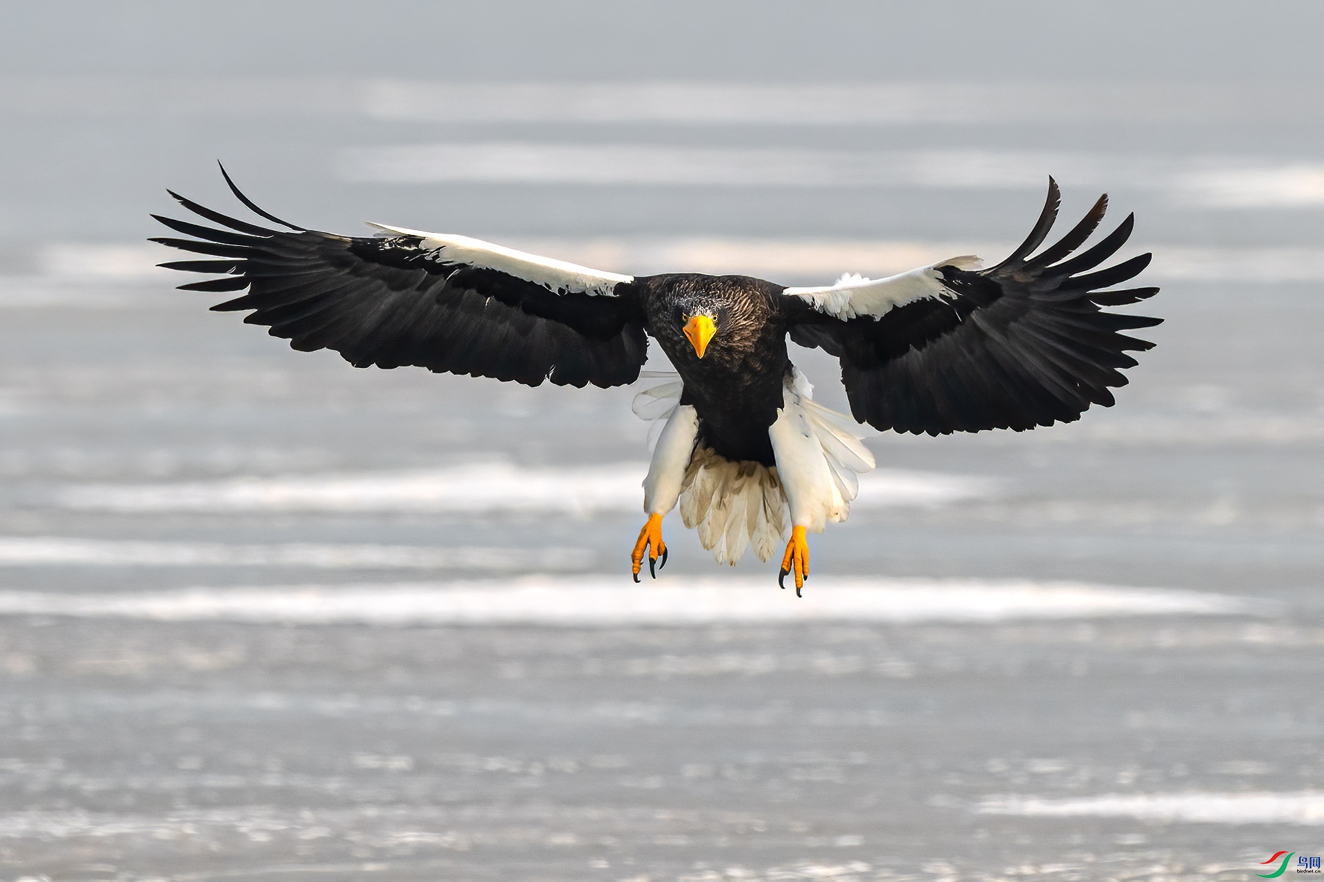 ��л��ʦ�ǵ�ָ��