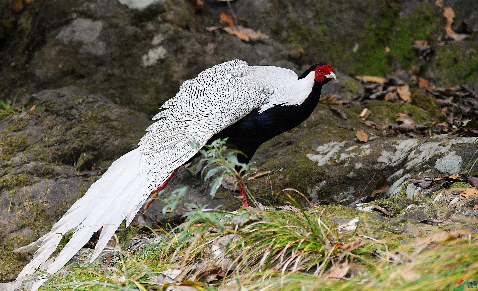 DSC_6256.jpg