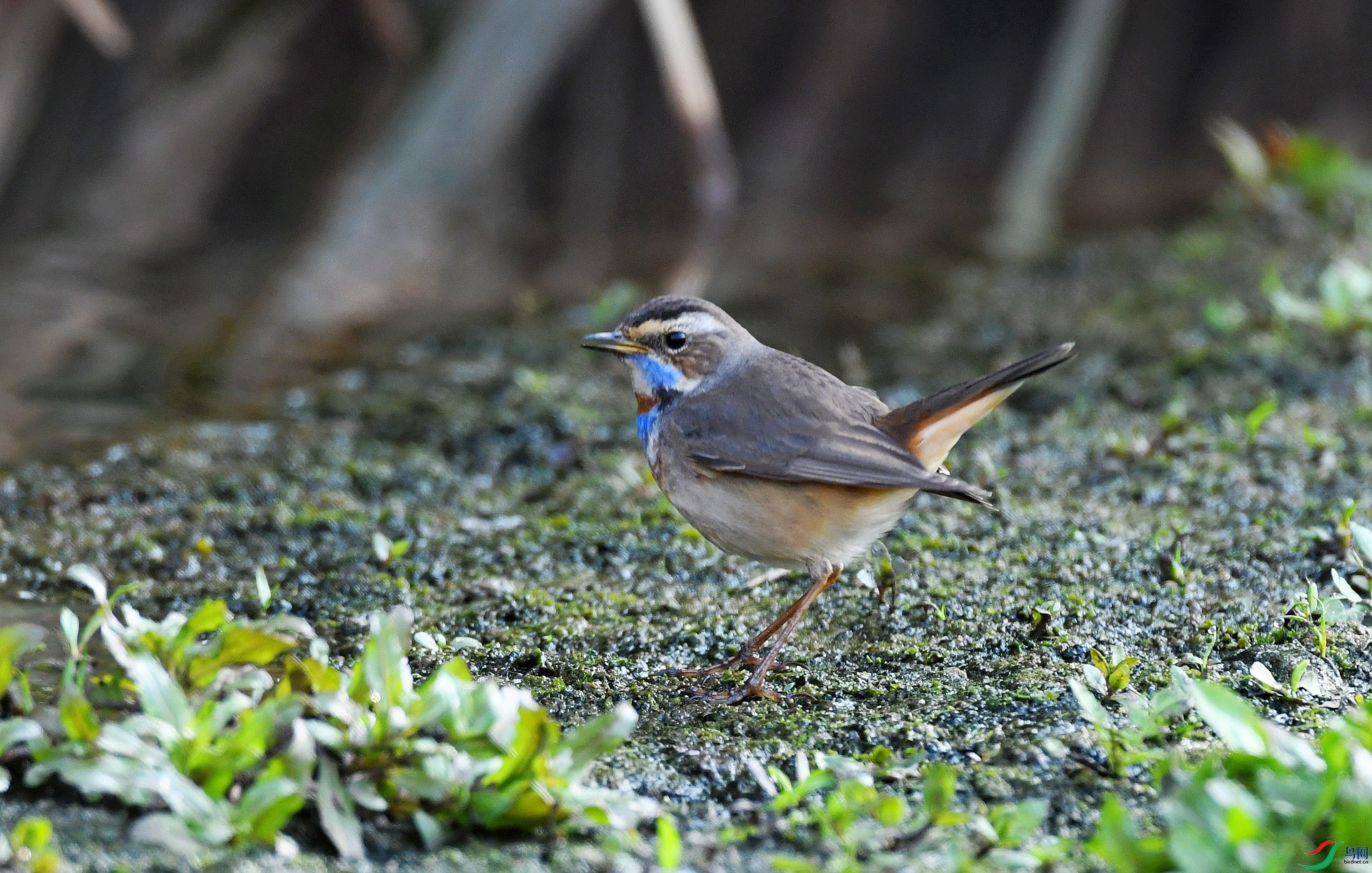 DSC_9509.jpg