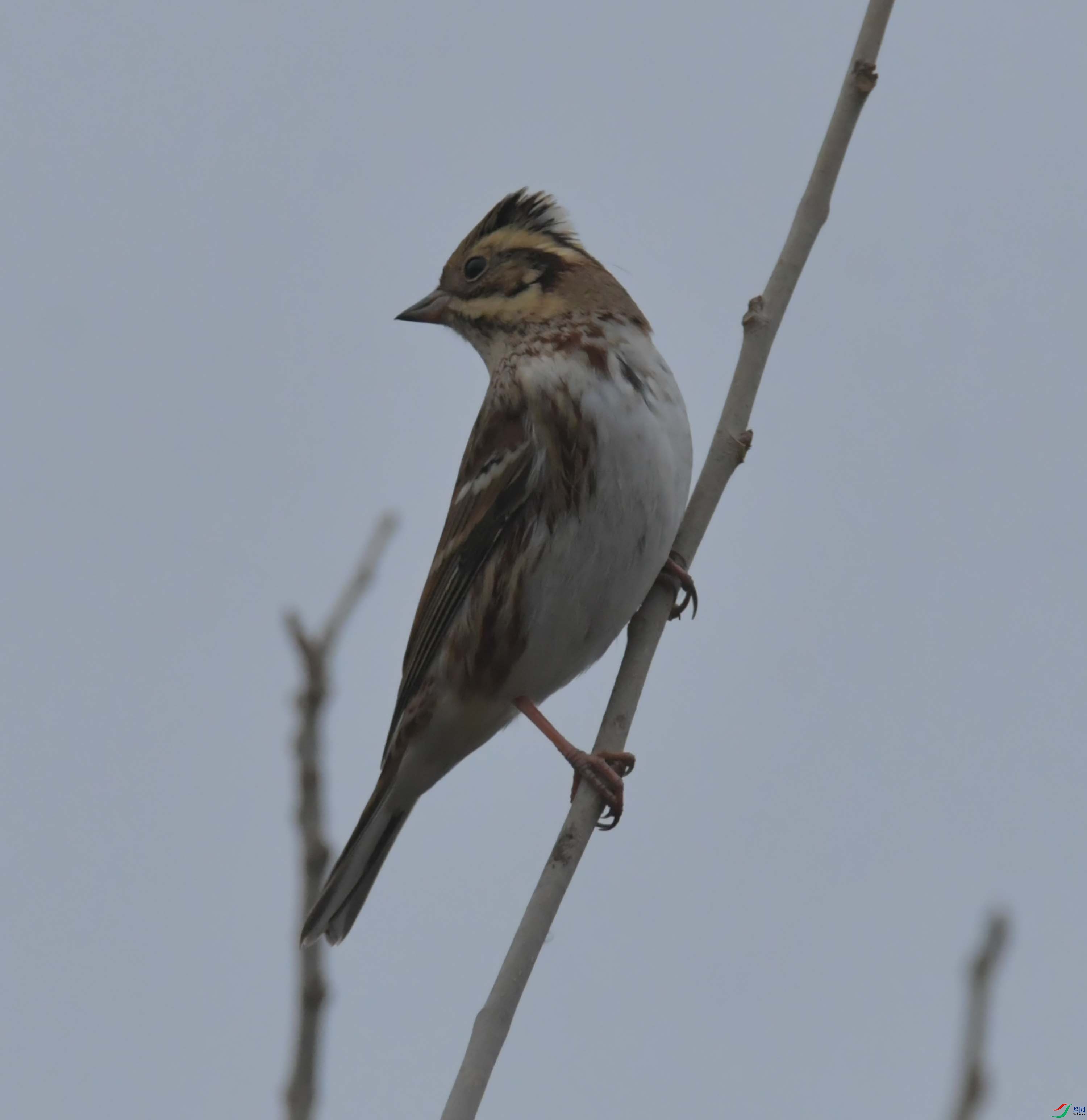 DSC_4665.JPG
