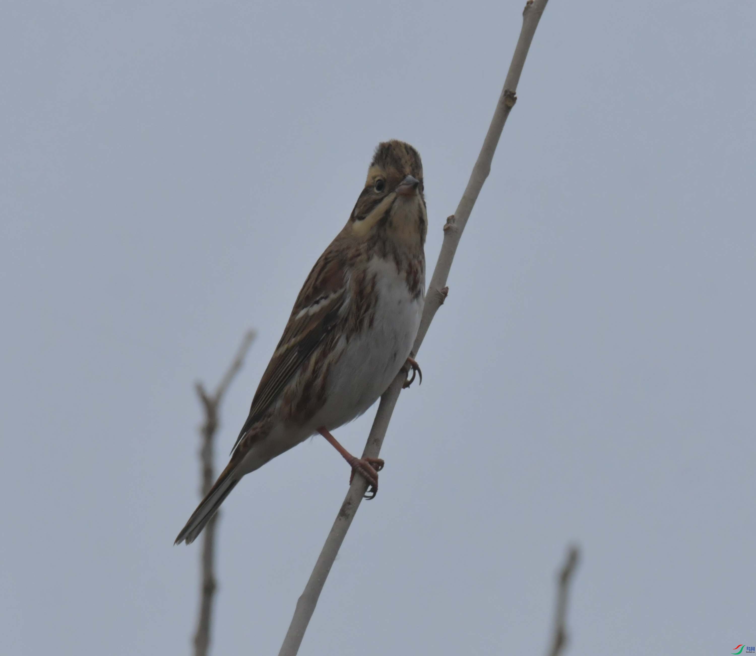 DSC_4661.JPG