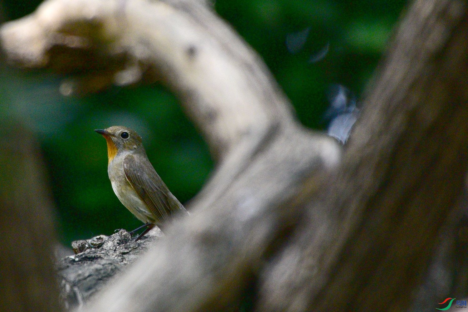 DSC_6302.JPG