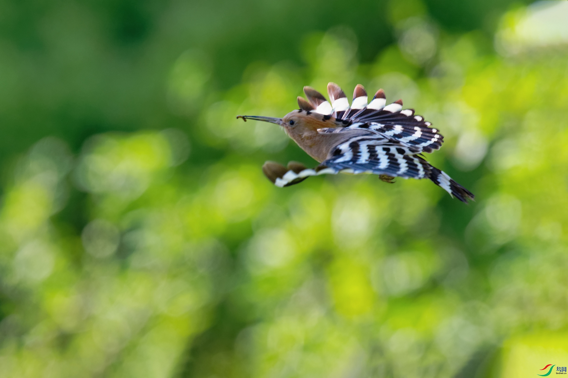 DSC_6669_DxOa.jpg