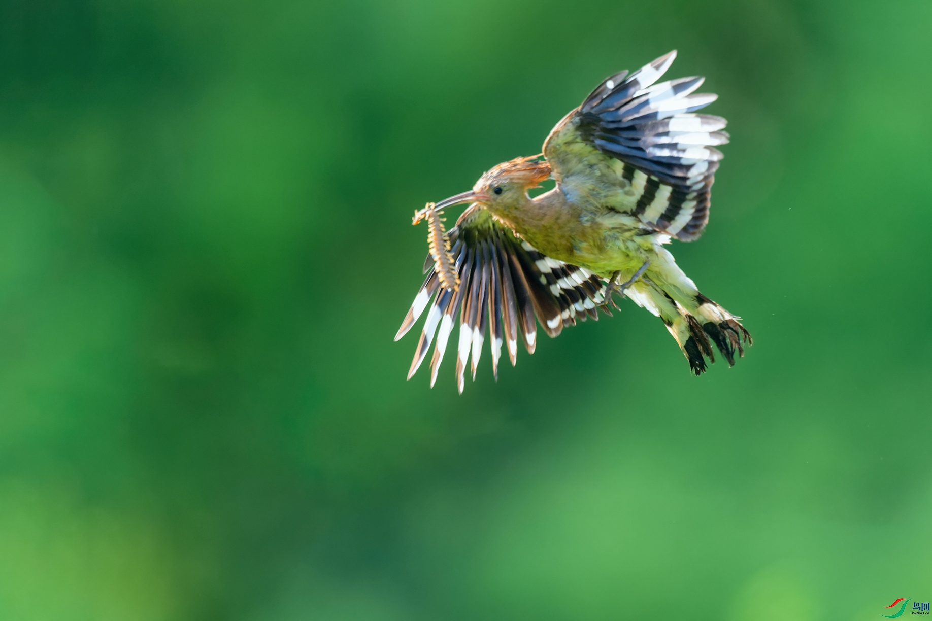 DSC_6621_DxOa.jpg