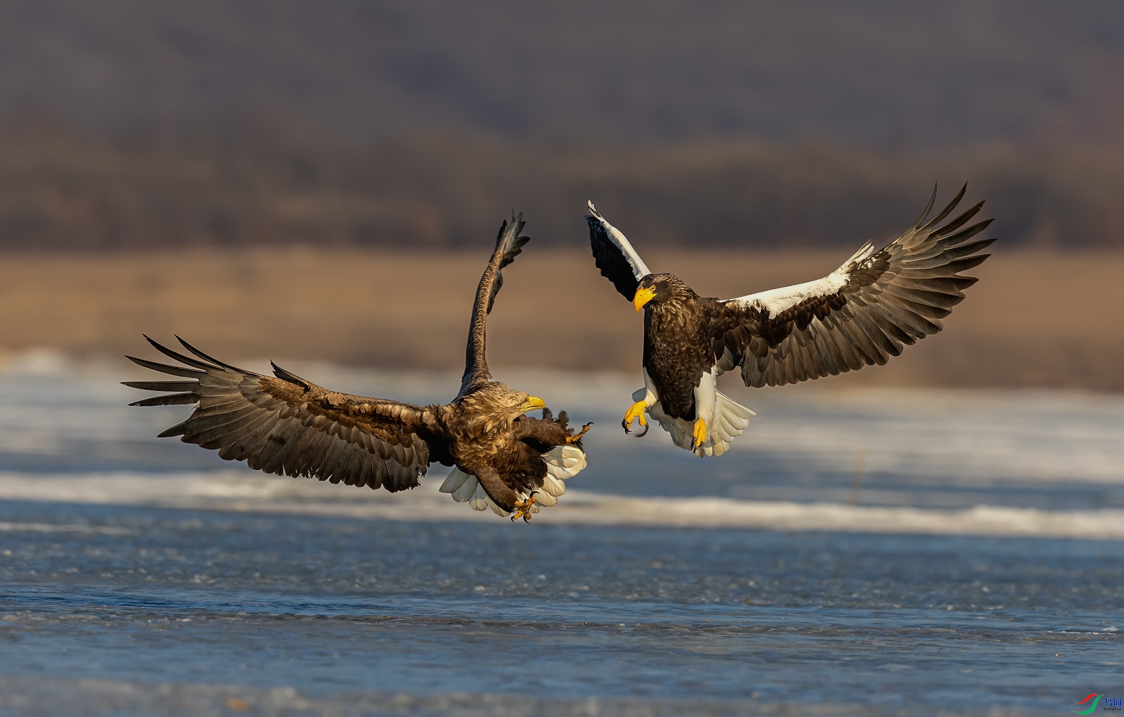 ��β�����뻢ͷ����