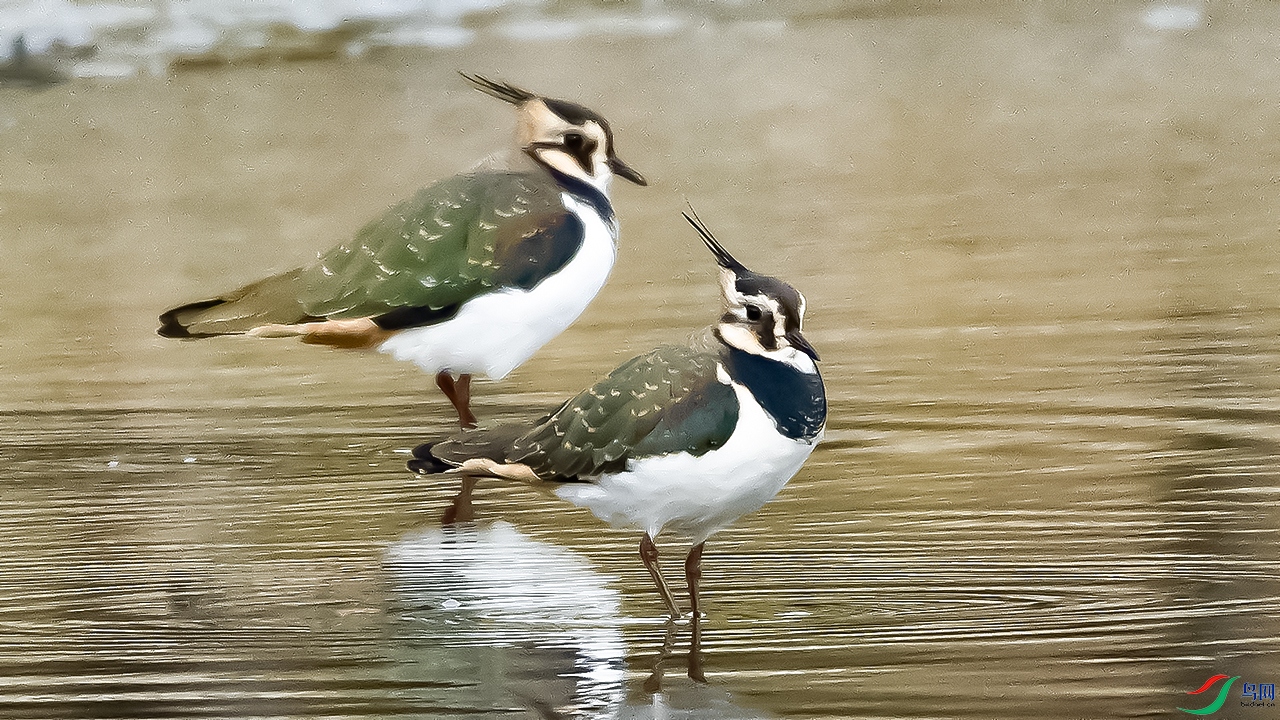 DSC_9606-.jpg