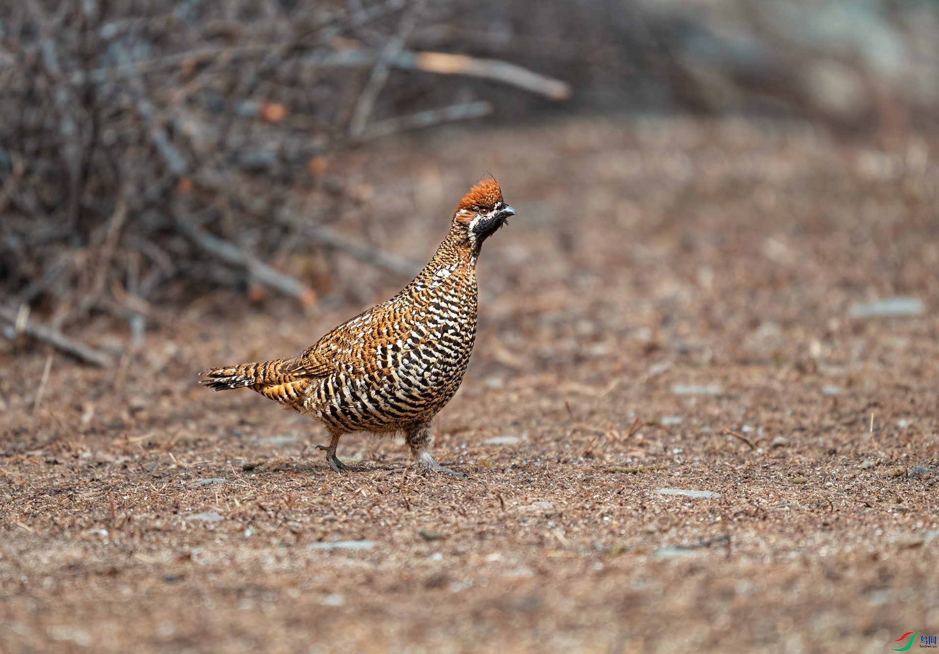 _DSC9162 ����-01.jpeg