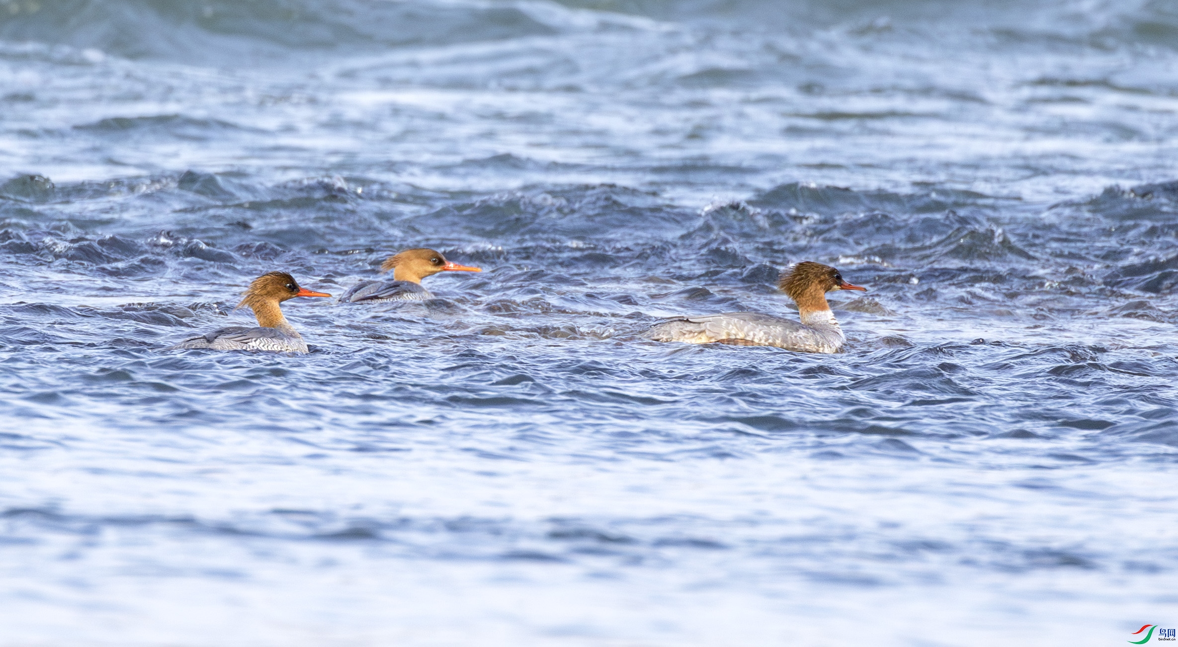 G47A0847-����ǿ-NR ����.jpg