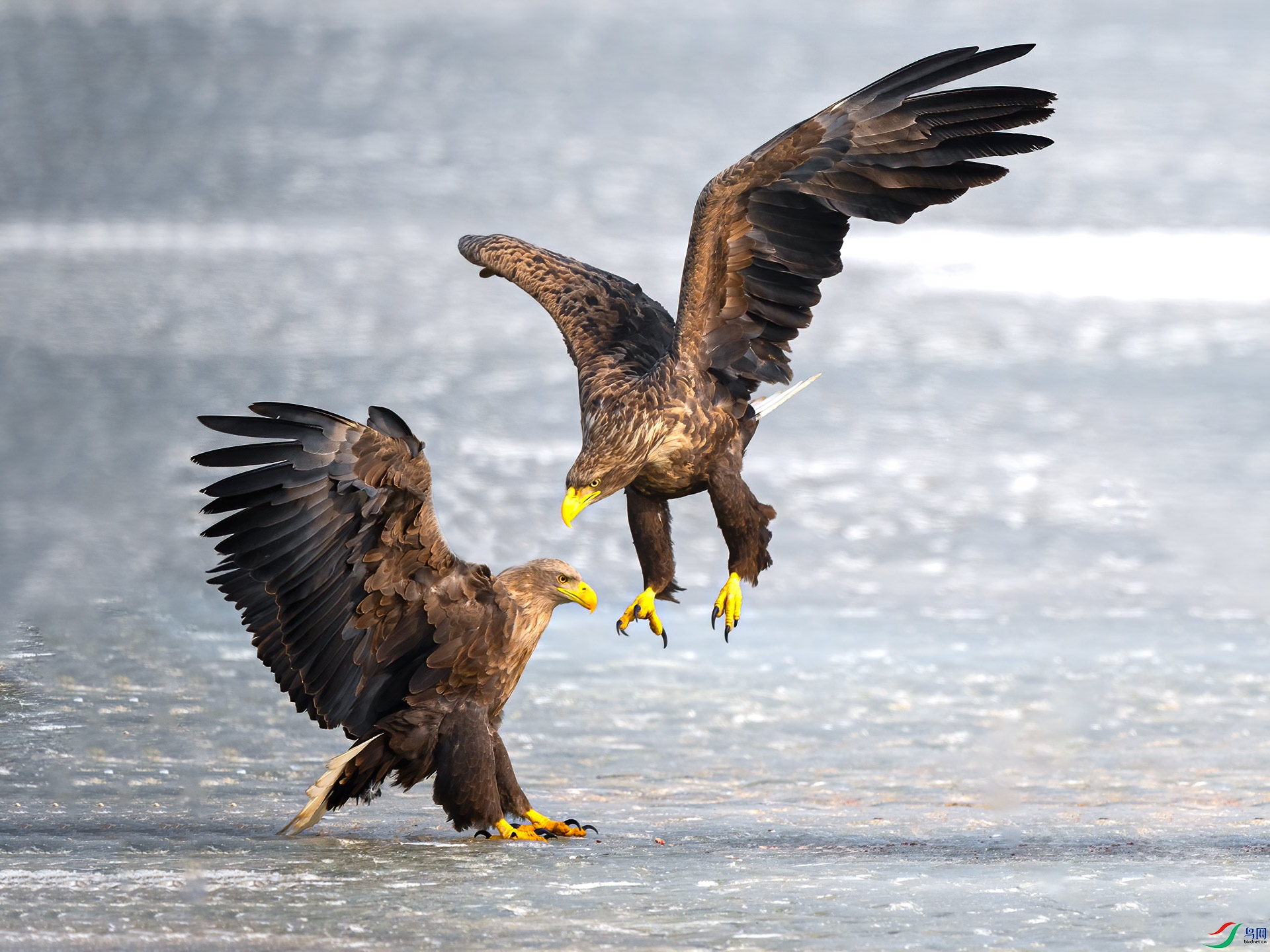 ��л��ʦ�ǵ�ָ��