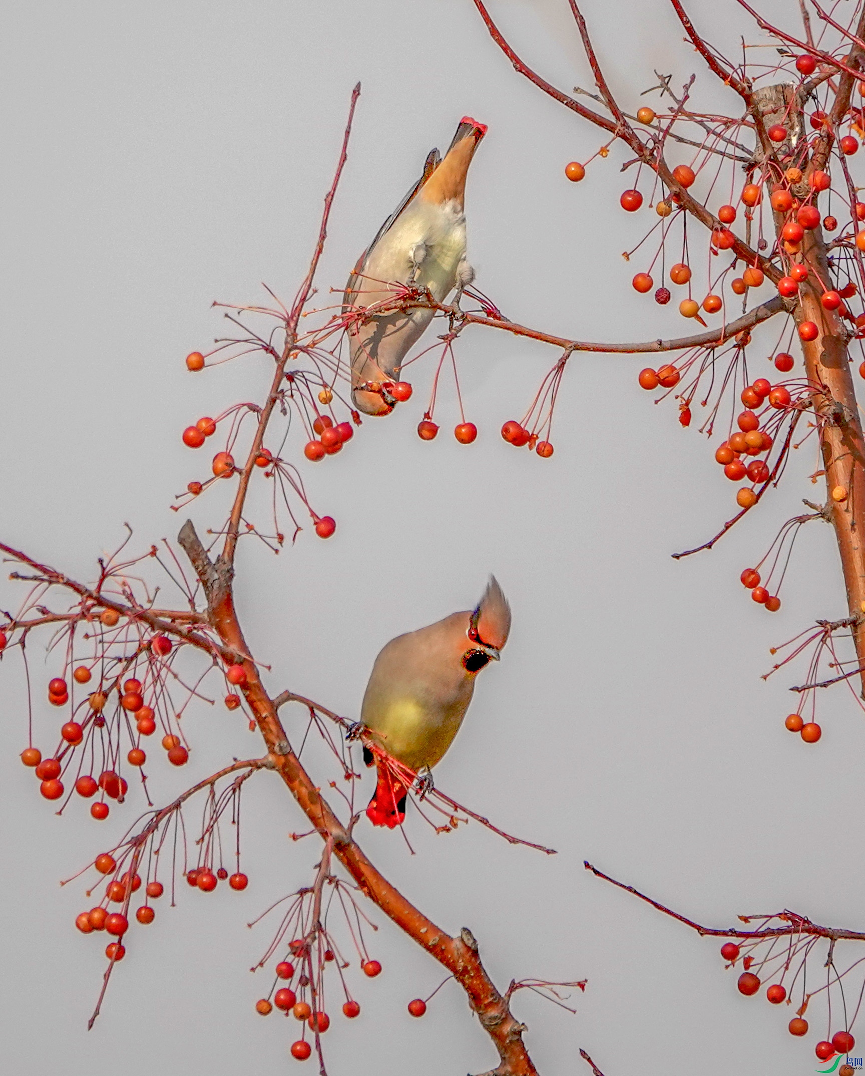 DSC04609 ����.jpg