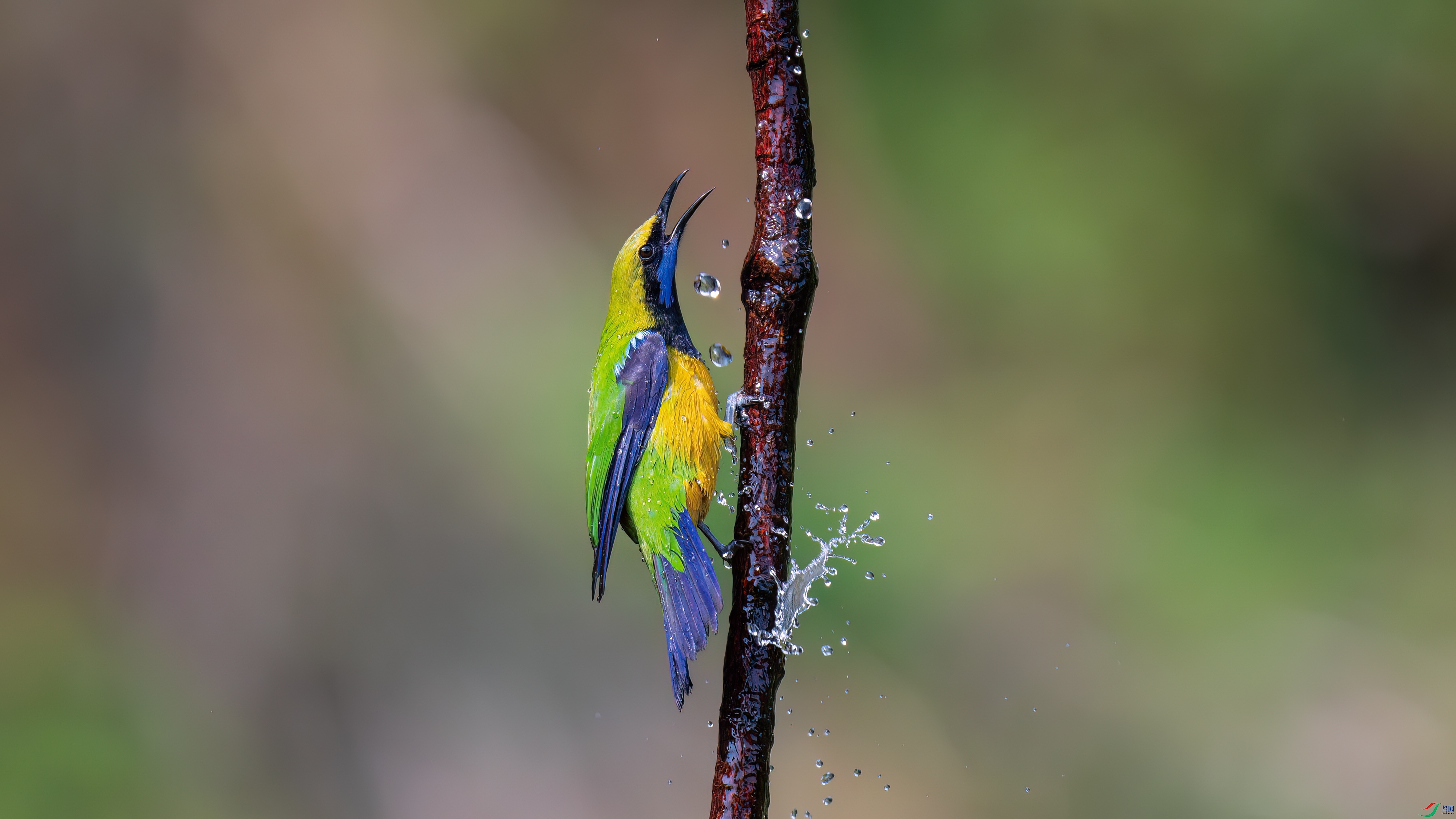 DSC_9595.jpg