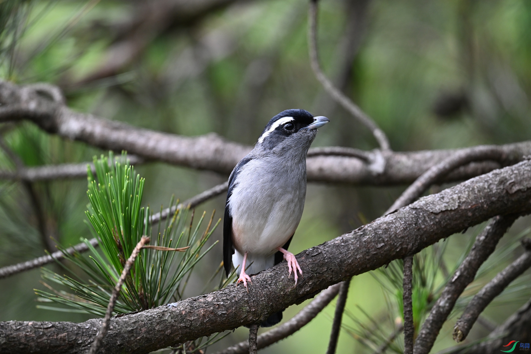 DSC_1133.JPG
