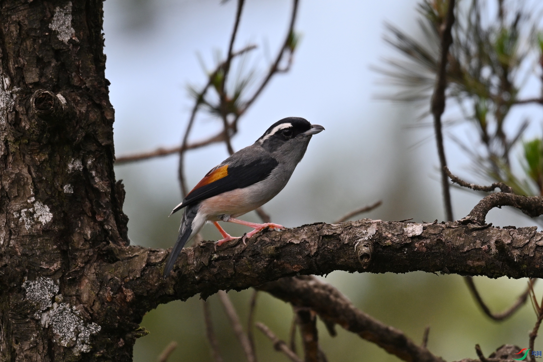 DSC_1182.JPG